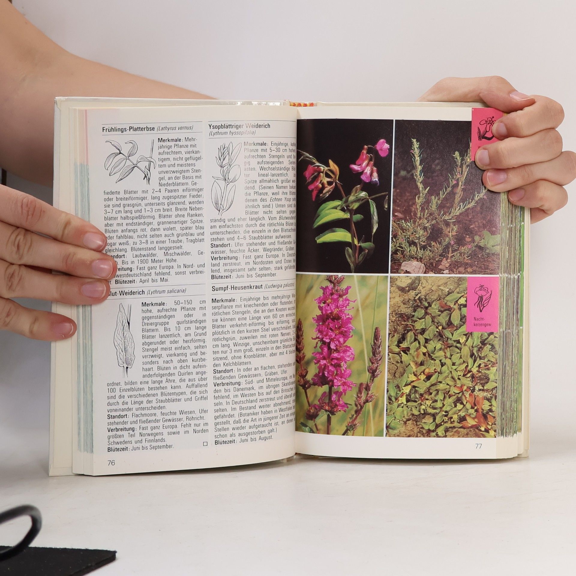 Autorenkollektiv Wild Blumen