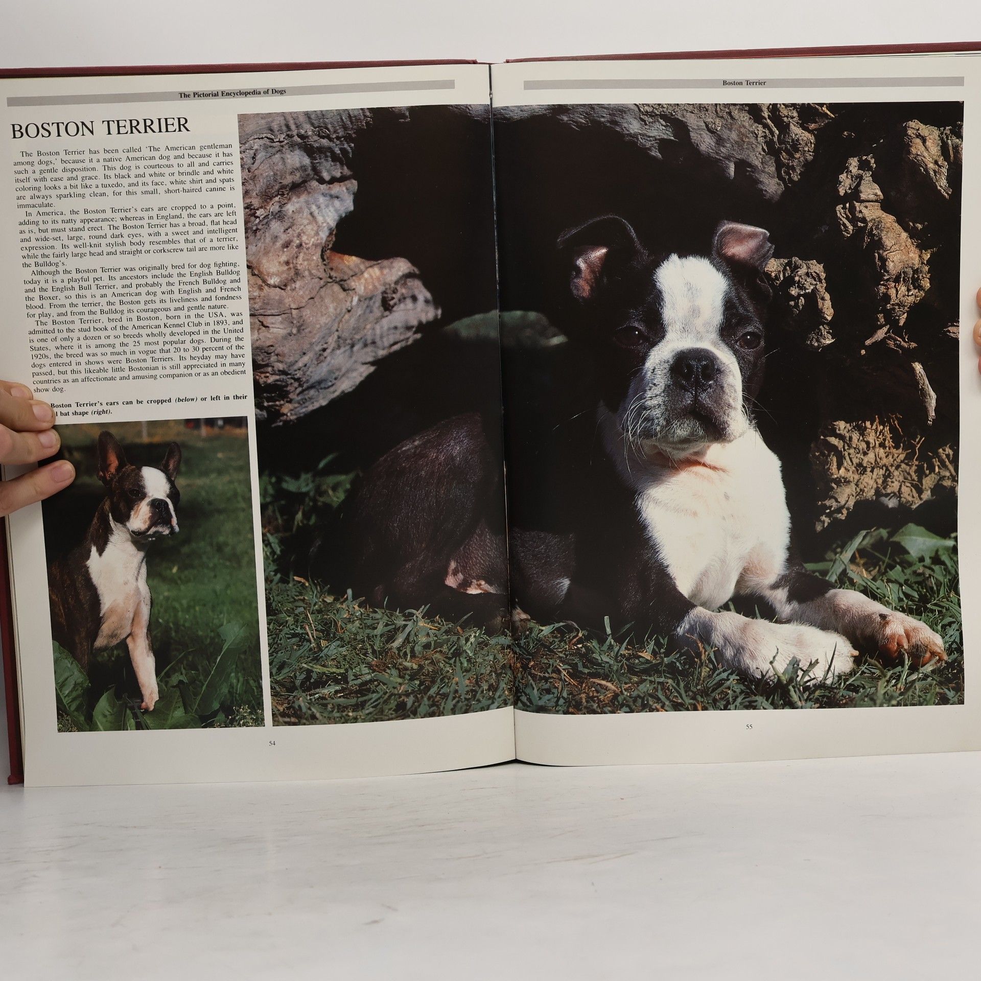 Claudia Kovacek-Longin The Pictorial Encyclopedia of Dogs