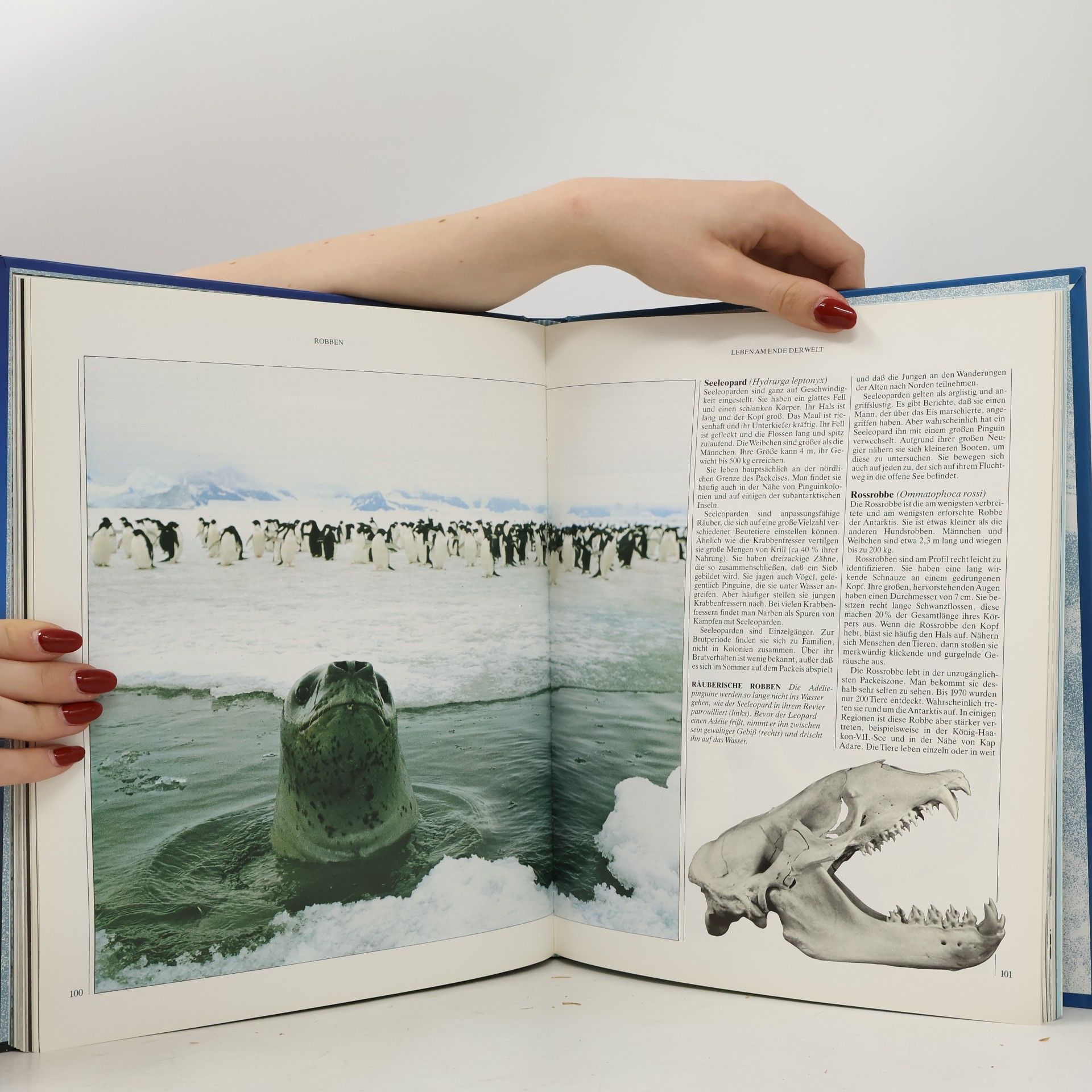 John May Das Greenpeace-Buch der Antarktis