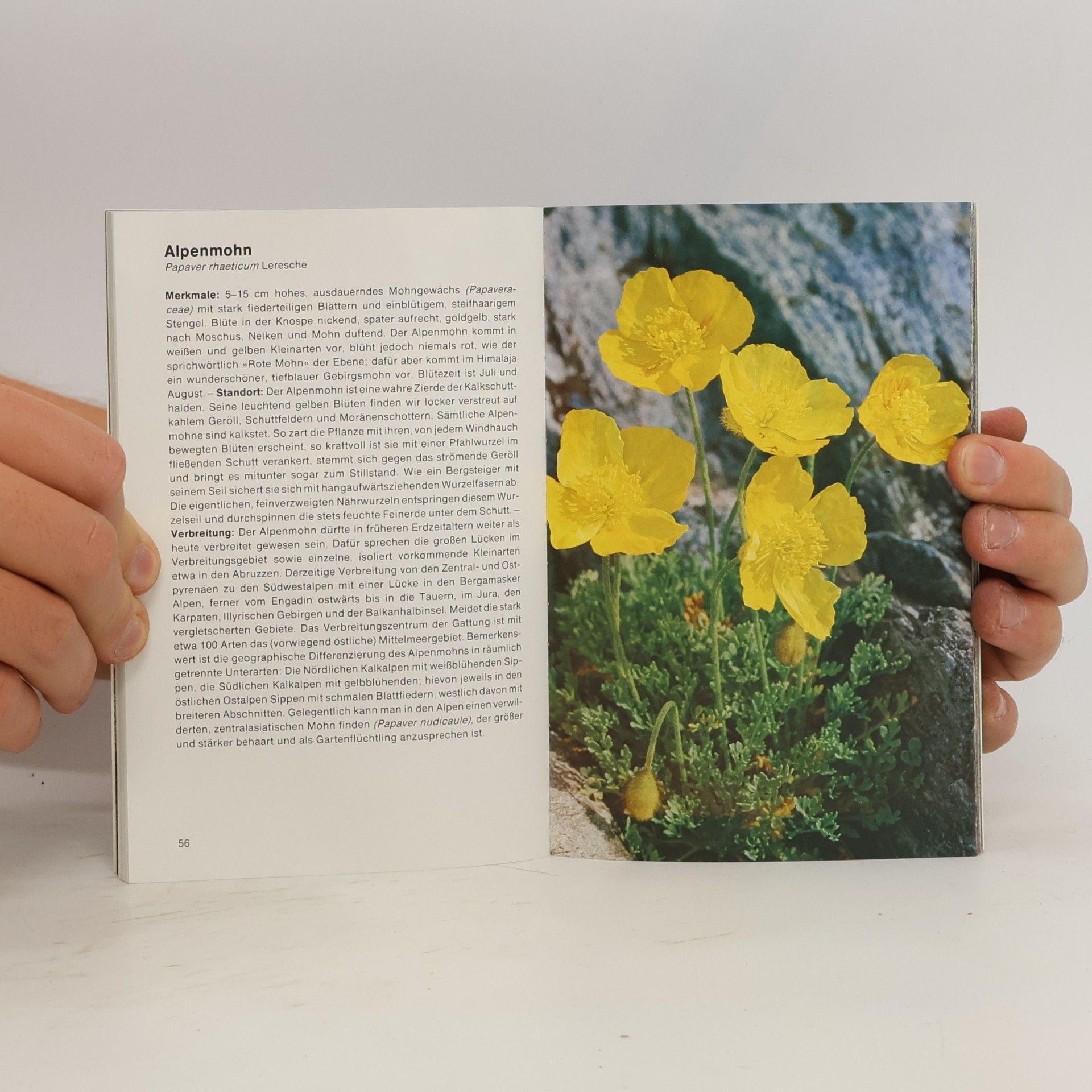 Elfrune Wendelberger Alpenblumen