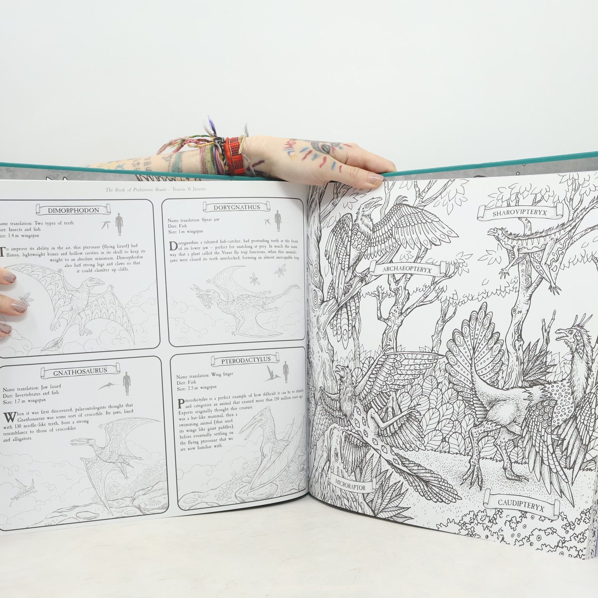 Jonny Marx The Book of Prehistoric Beasts