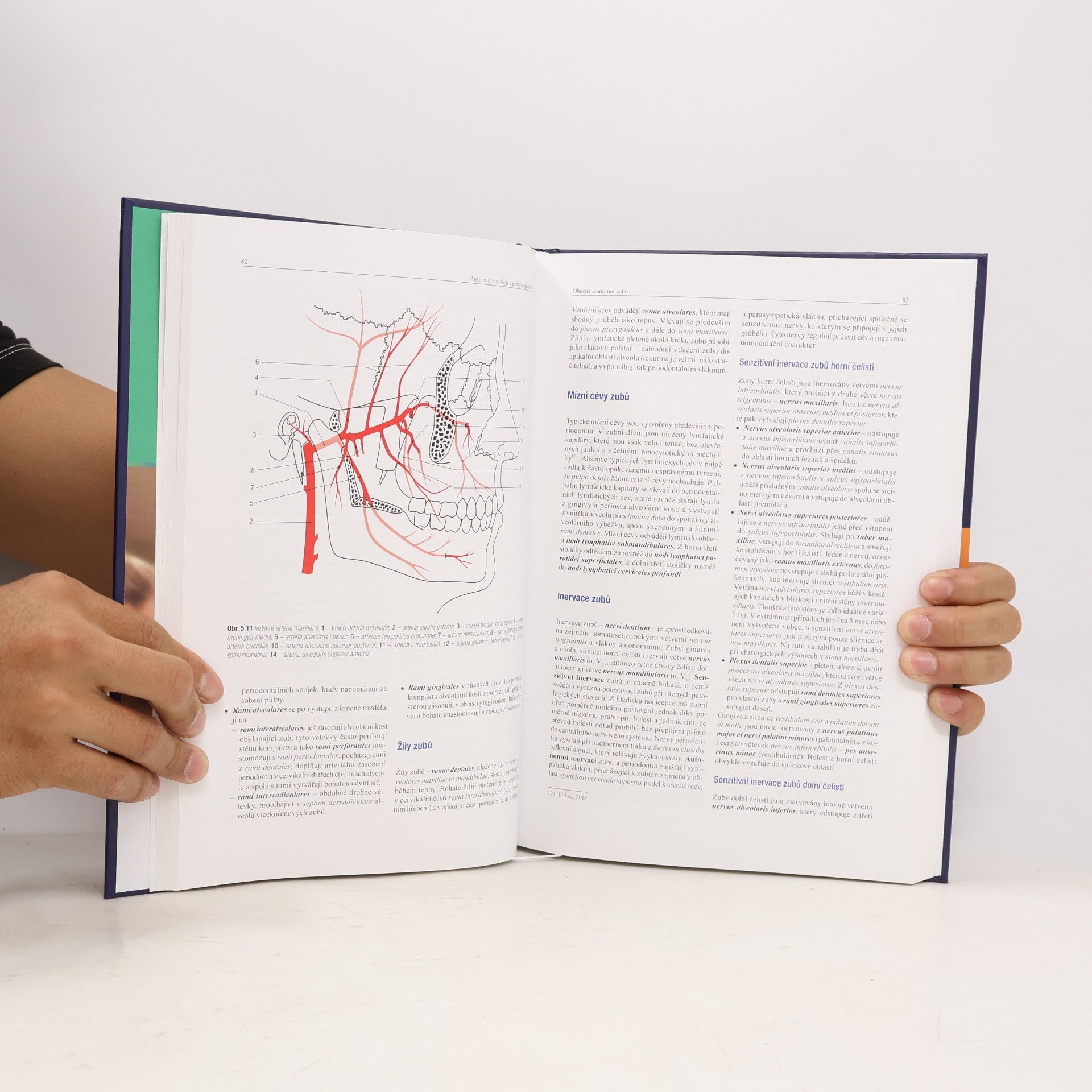 Jiří Šedý Anatomie, histologie a embryologie zubů