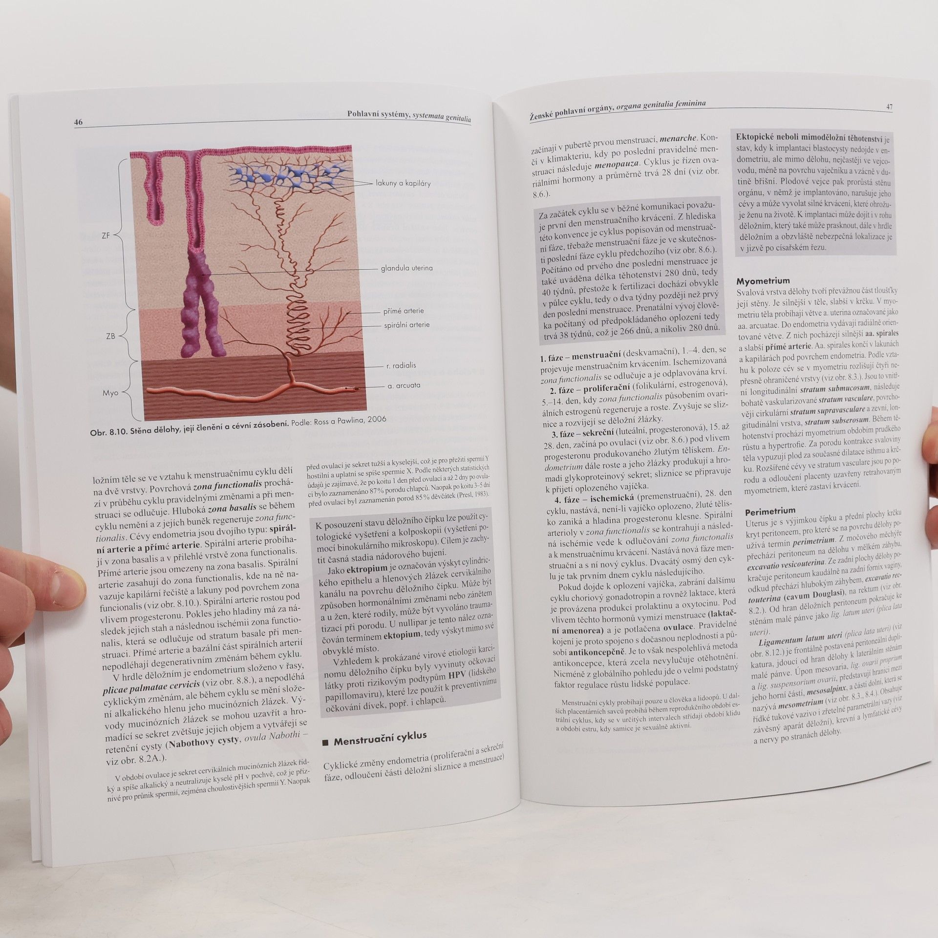 Ondřej Naňka Základy anatomie. 3b., Močopohlavní a endokrinní systém