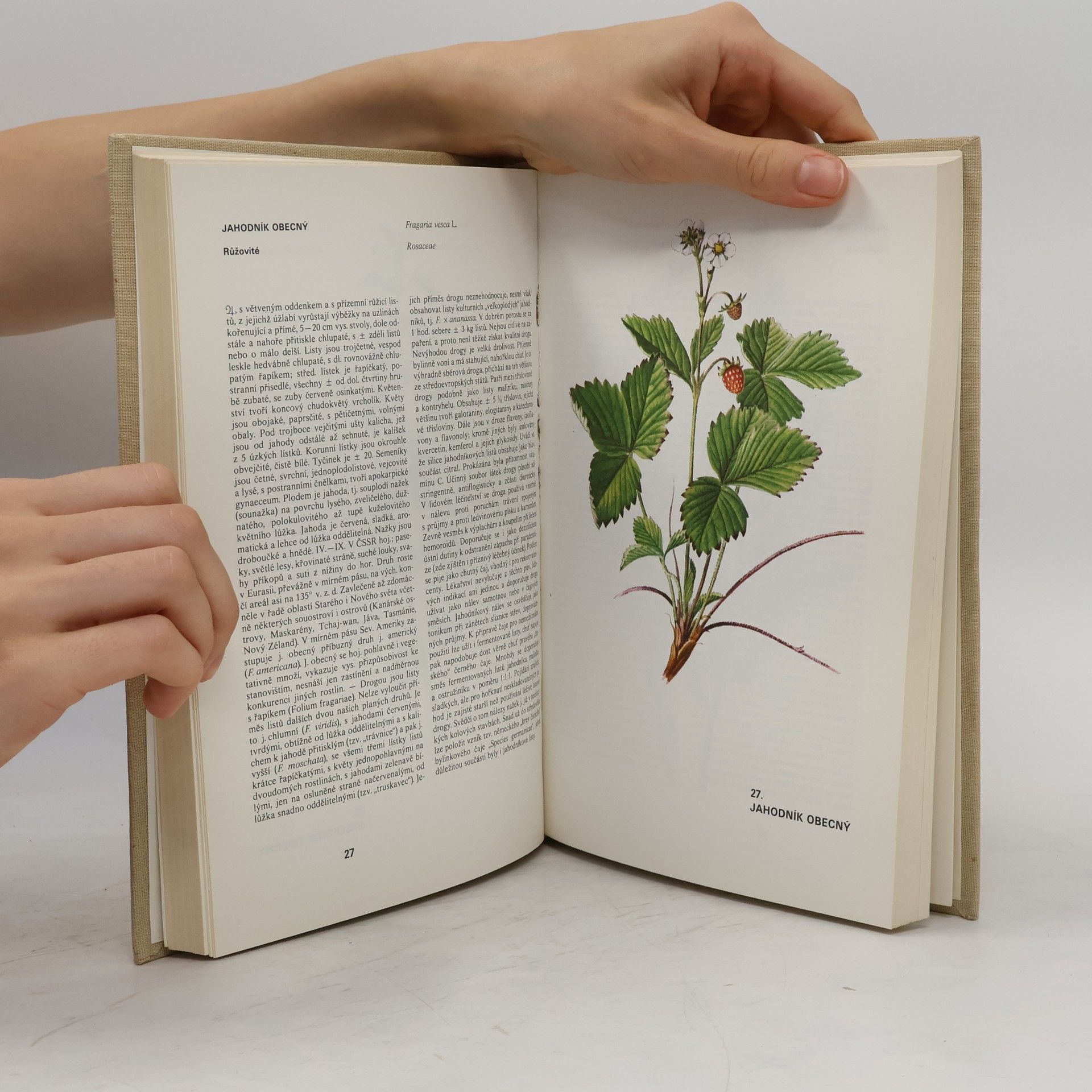 Václav Jirásek Atlas léčivých rostlin