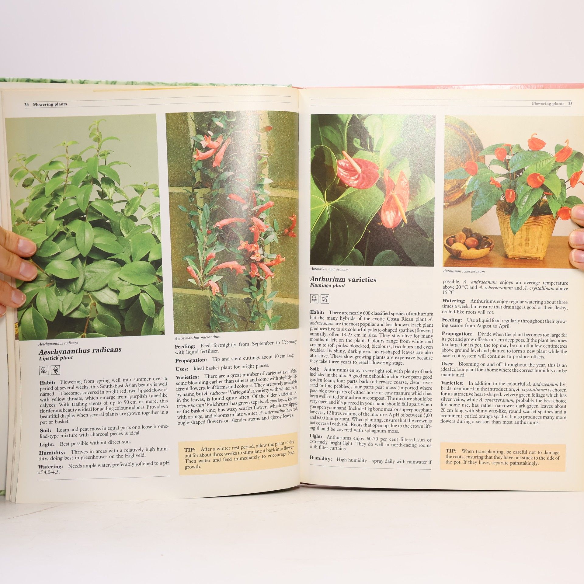 Keith Kirsten House Plants for South Africa