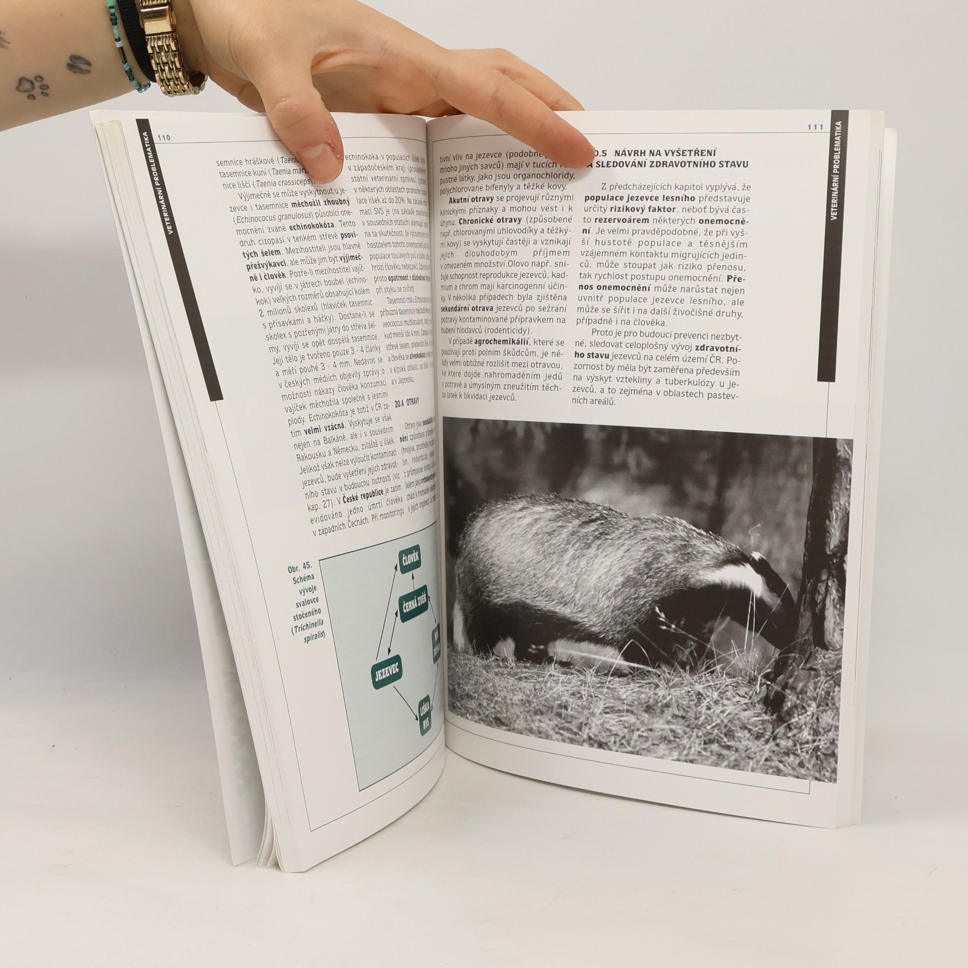 Libor Řehák Jezevec lesní : jeho biologie a význam v ekosystému