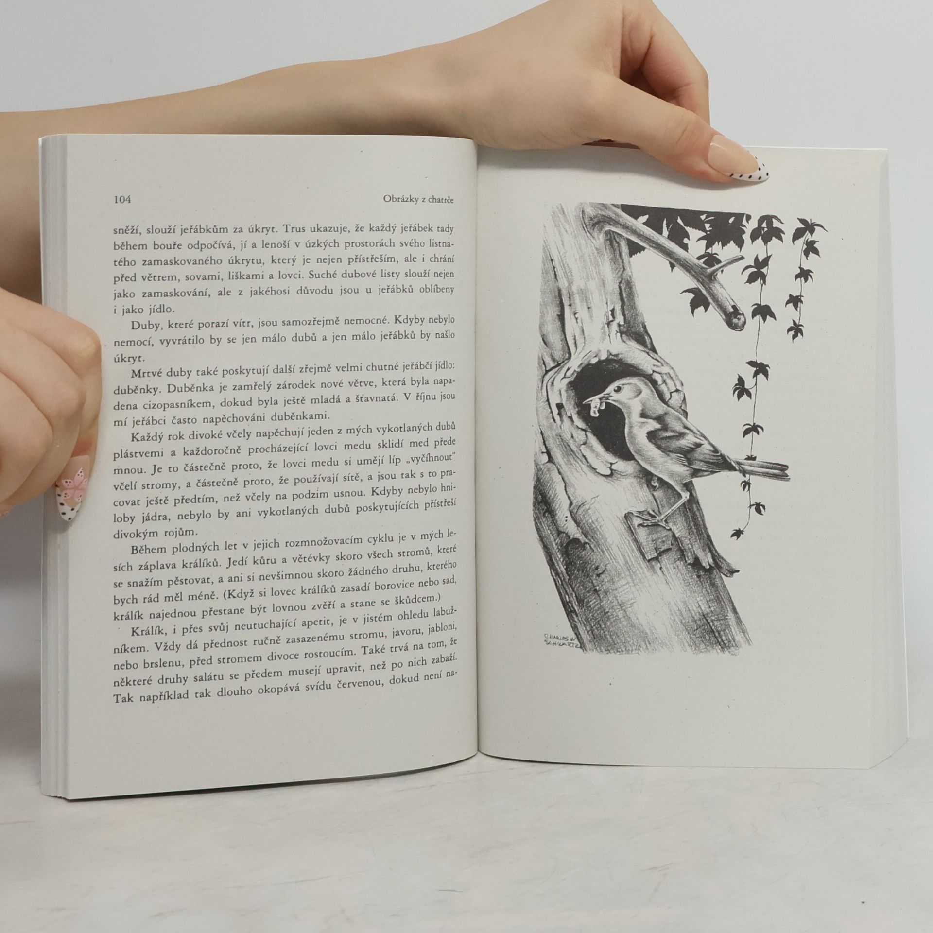 Aldo Leopold Obrázky z chatrče a rozmanité poznámky