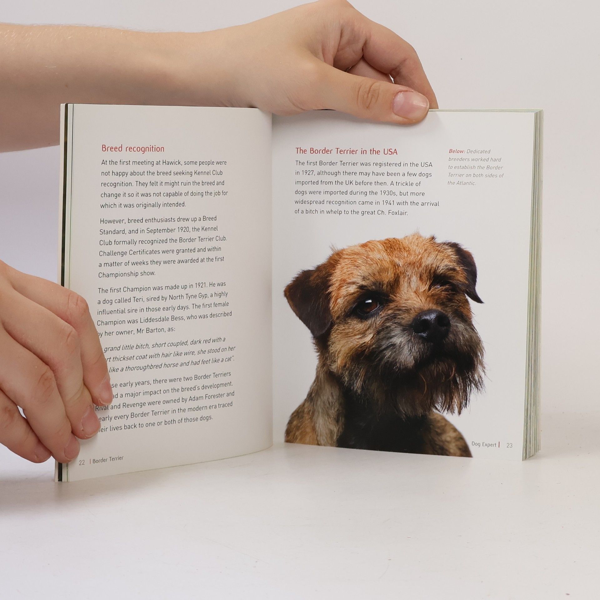 Kathy Wilkinson Border Terrier - Dog Expert