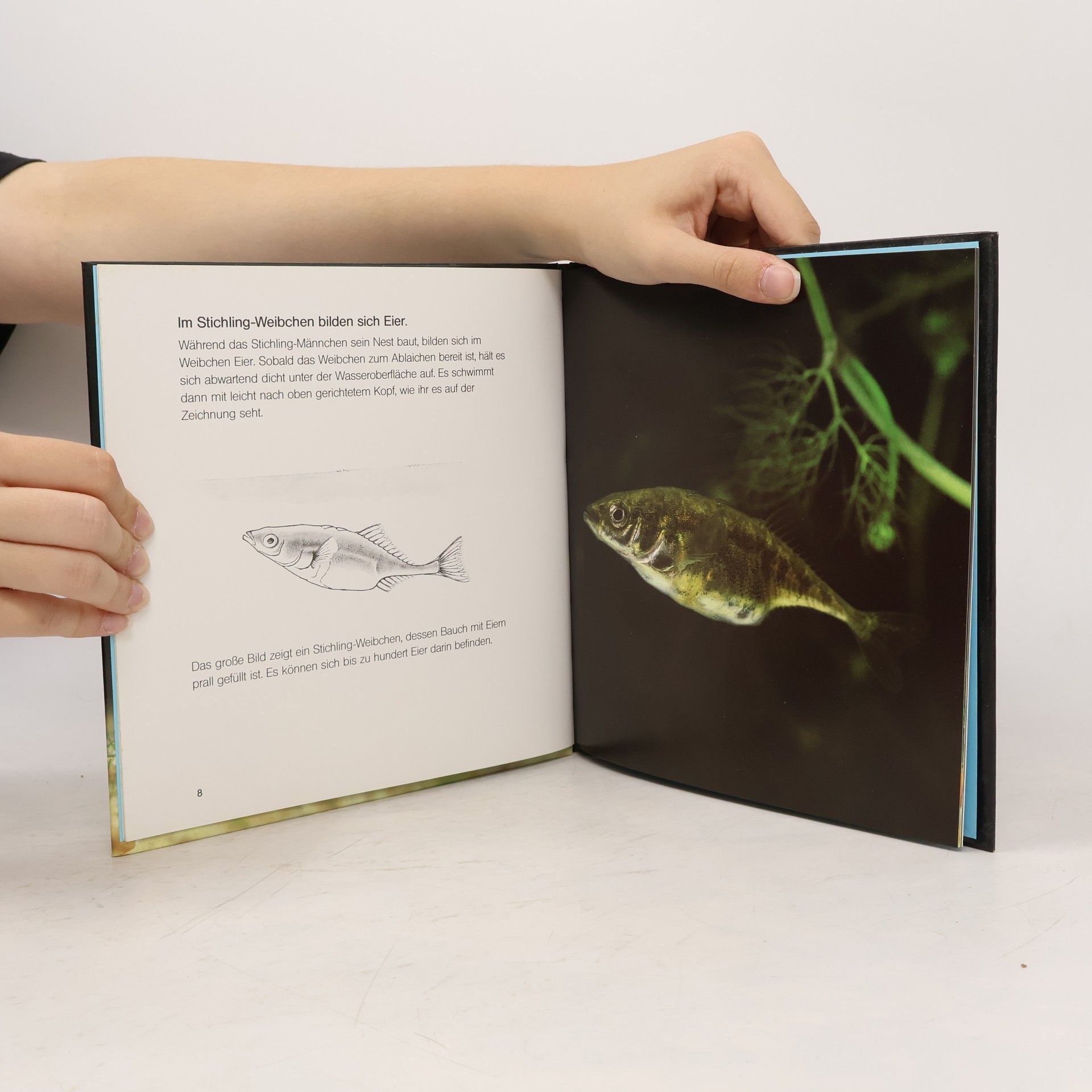Barrie Watts Der Stichling