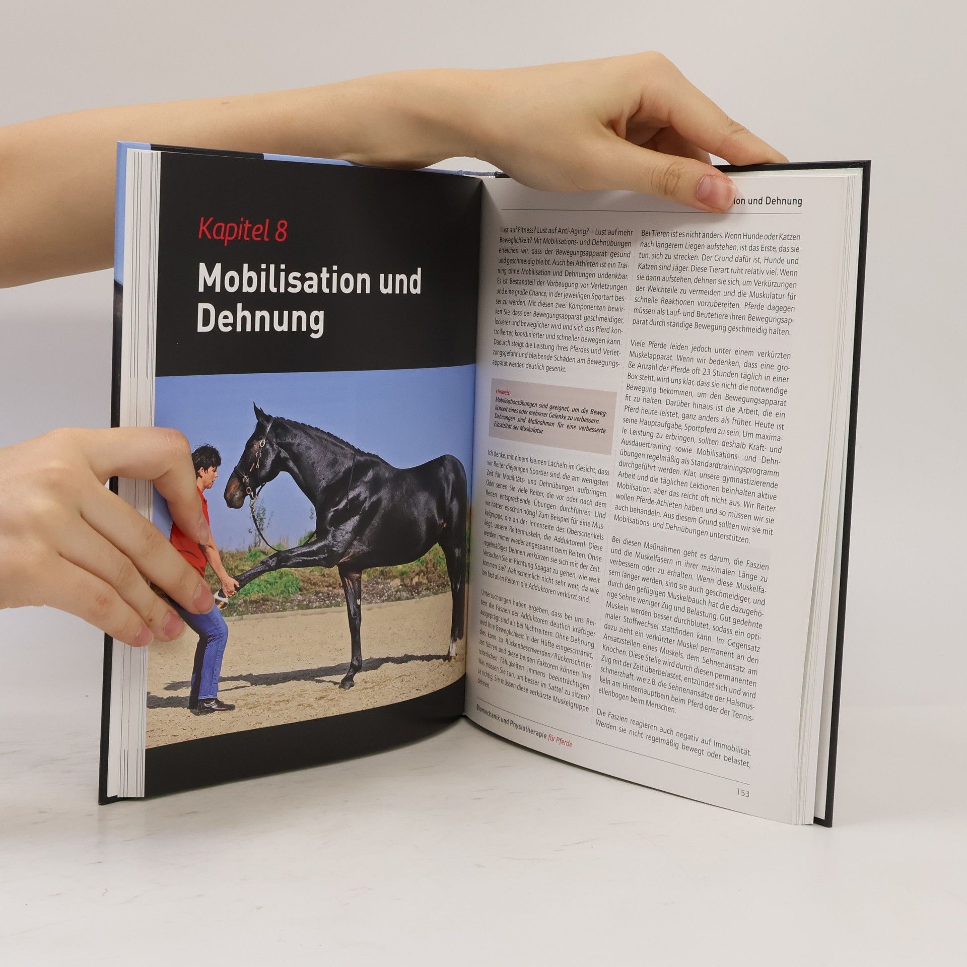 Helle Katrine Kleven Biomechanik und Physiotherapie für Pferde