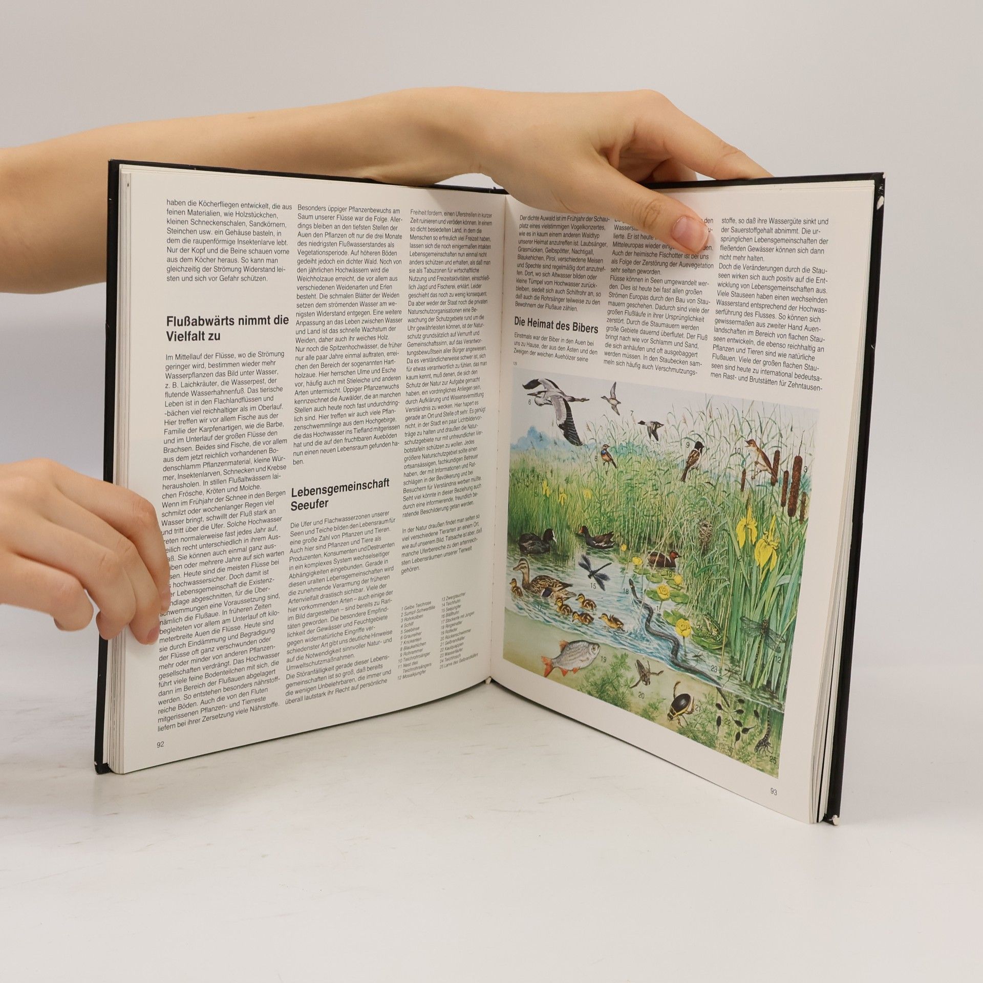 Rudolf L. Schreiber Arche Noah 2000
