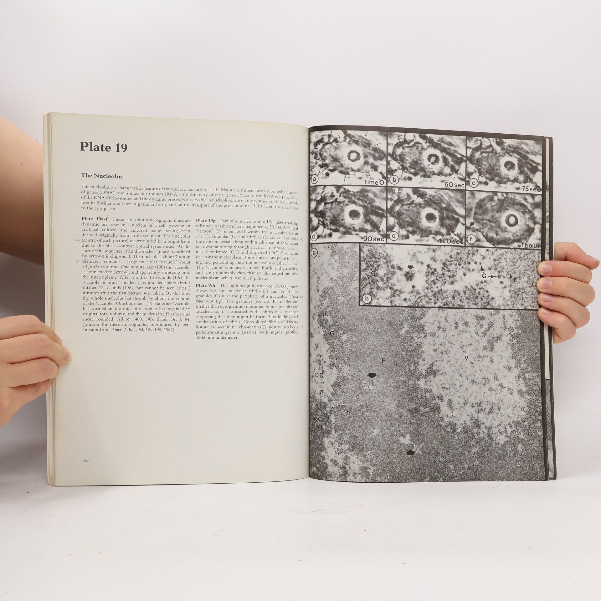 Brian E. S. Gunning Plant Cell Biology
