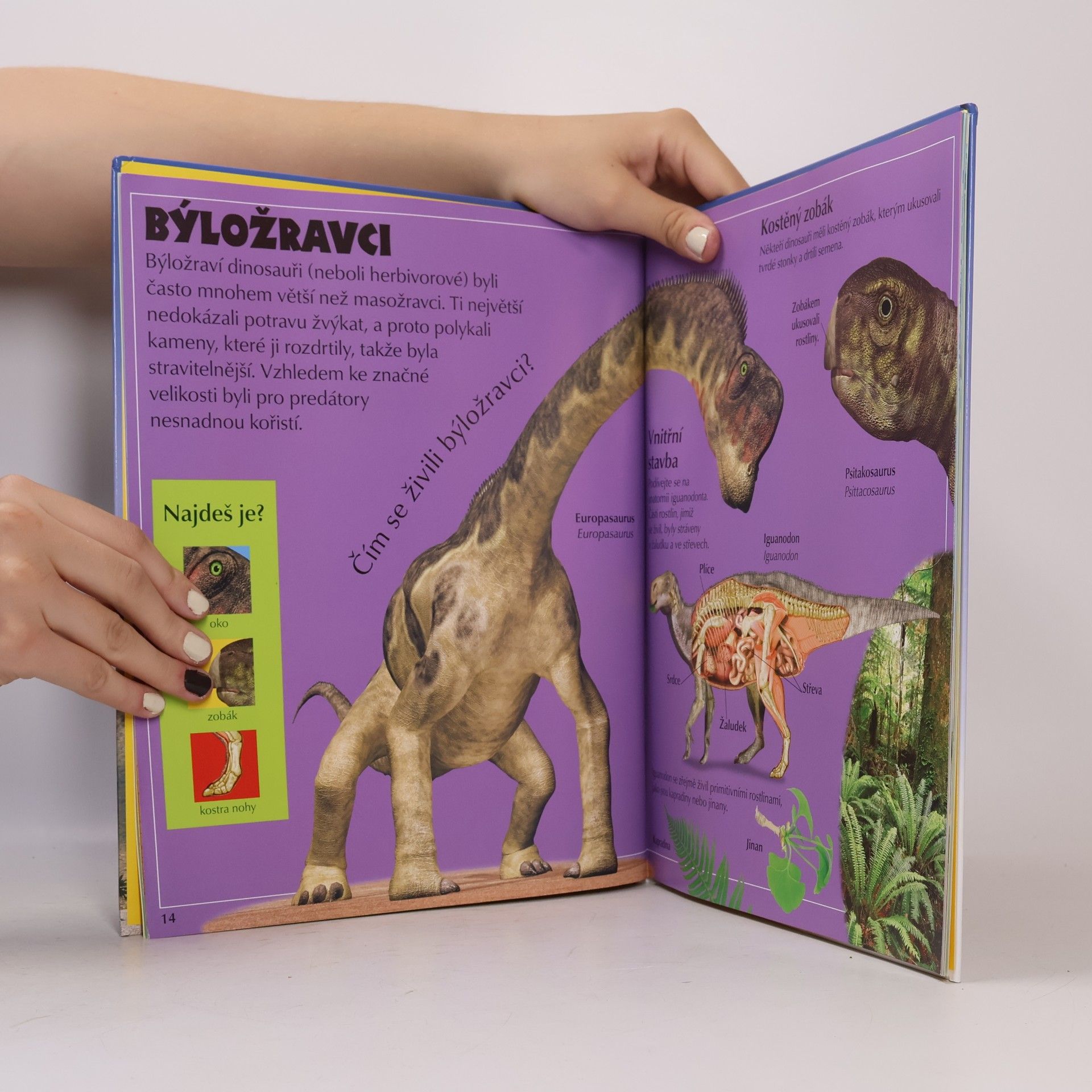 Autorenkollektiv Mega dinosauři