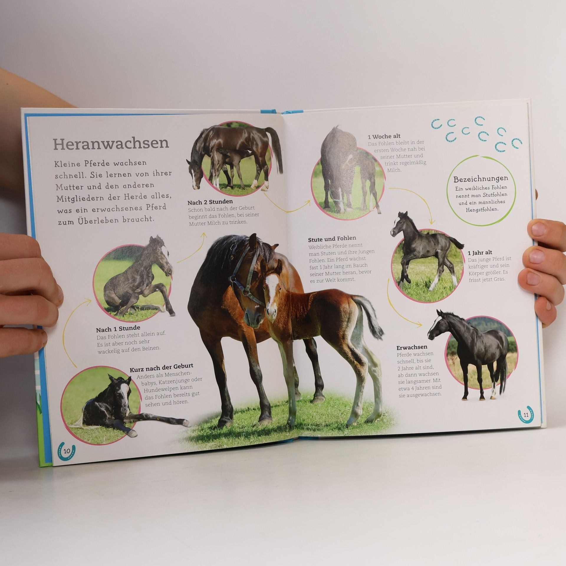 Andrea Mills Pferde und Ponys