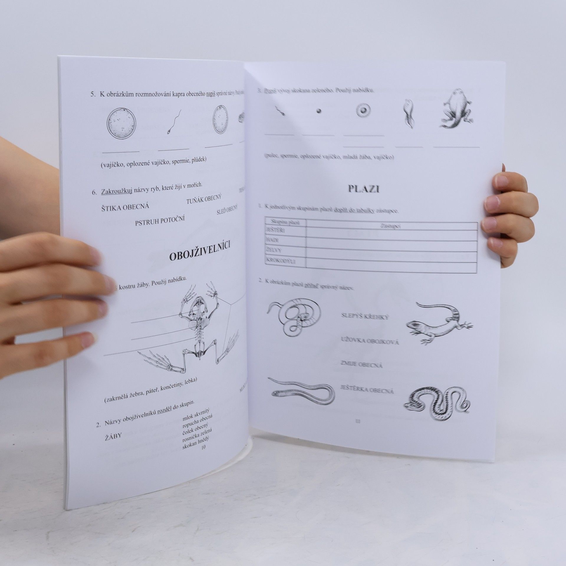 Drahuše Markvartová Přírodopis: Zoologie - pracovní sešit pro praktické ZŠ