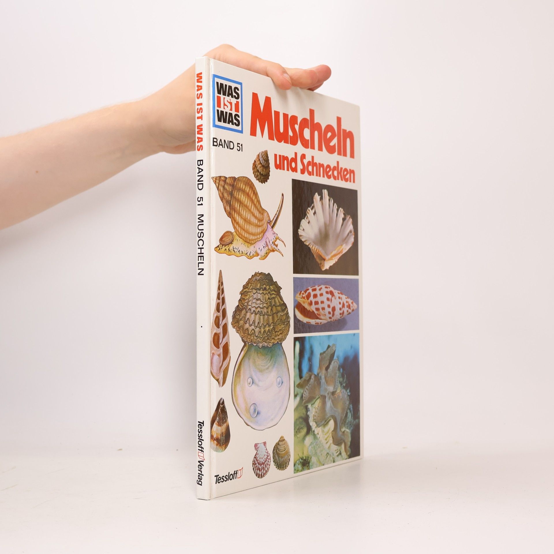 Walter Hähnel Muscheln und Schnecken