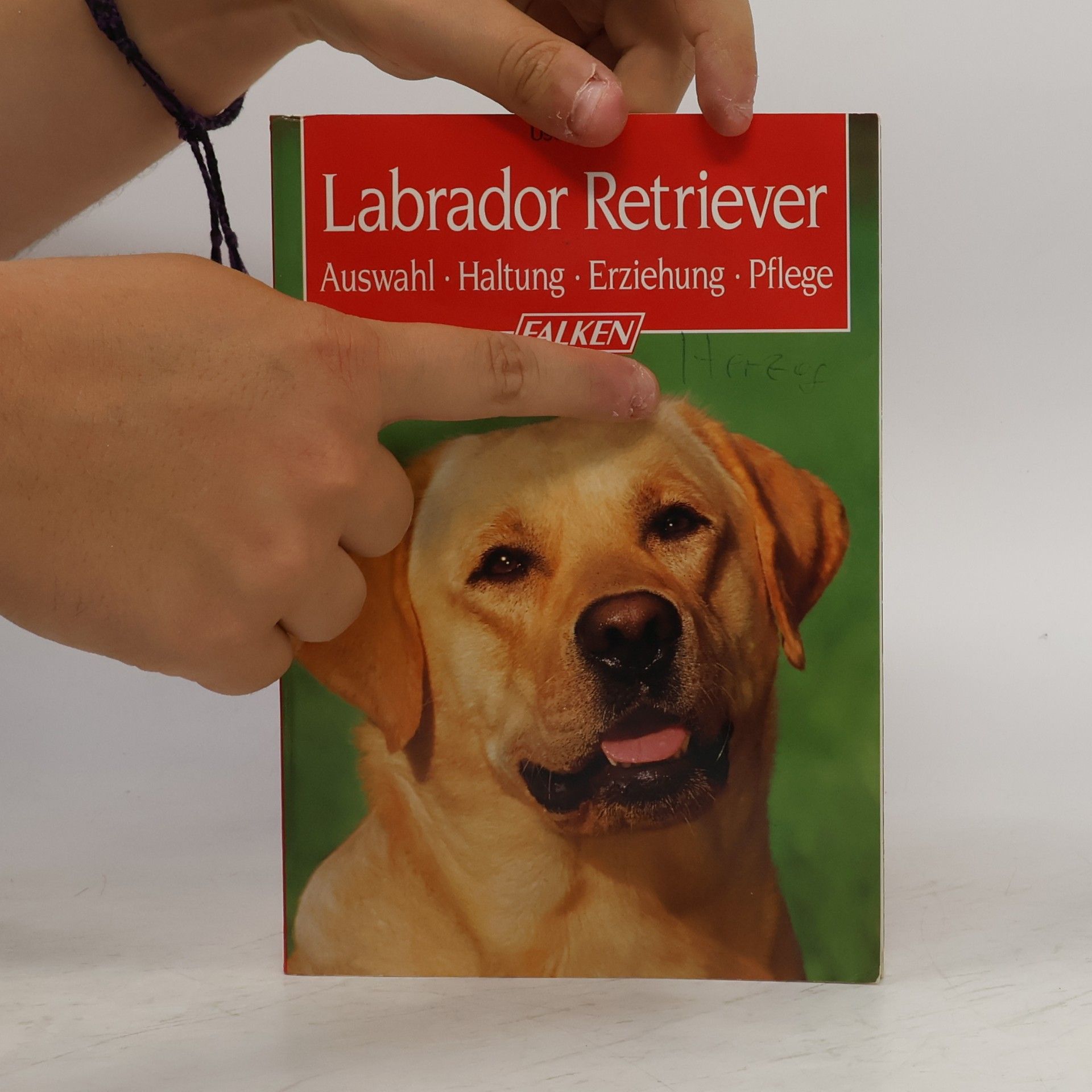 Ursula Birr Labrador Retriever