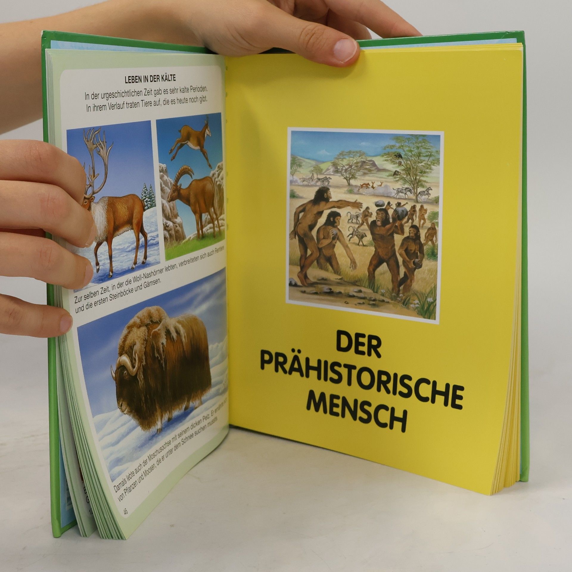 Collectif d'auteurs Dinosaurier und Leben in der Urzeit