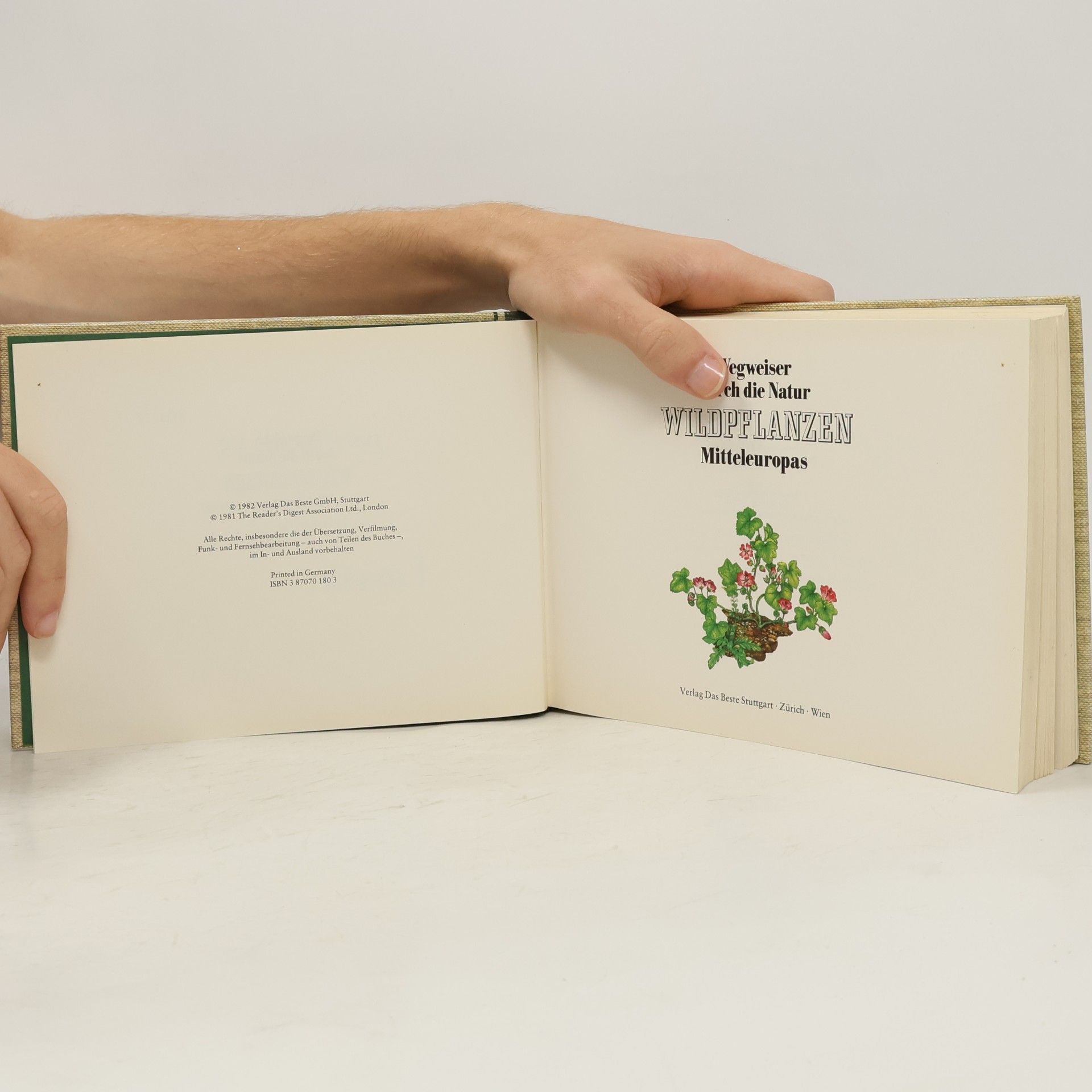 Collectif d'auteurs Wildpflanzen Mitteleuropas