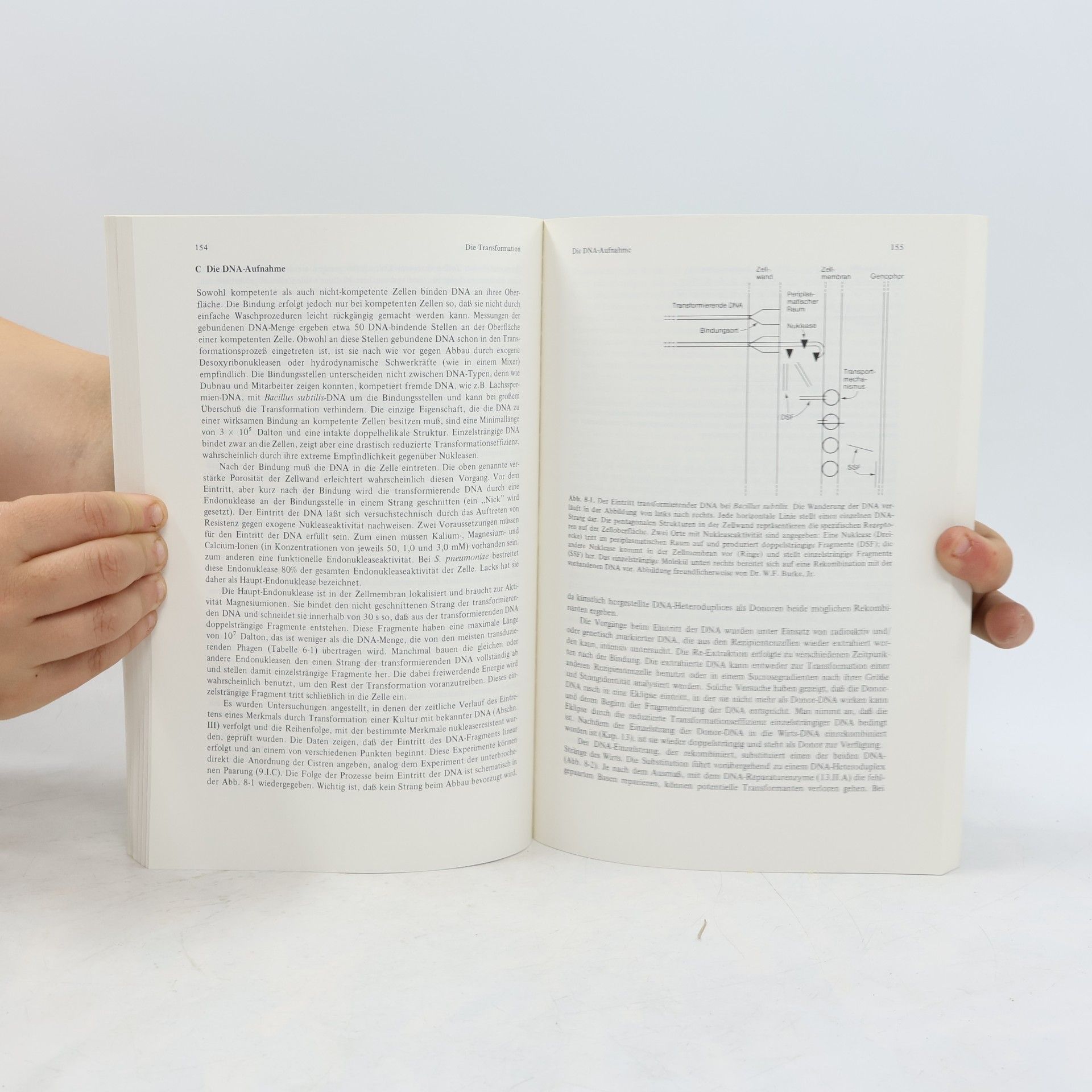 Edward A. Birge Bakterien- und Phagengenetik