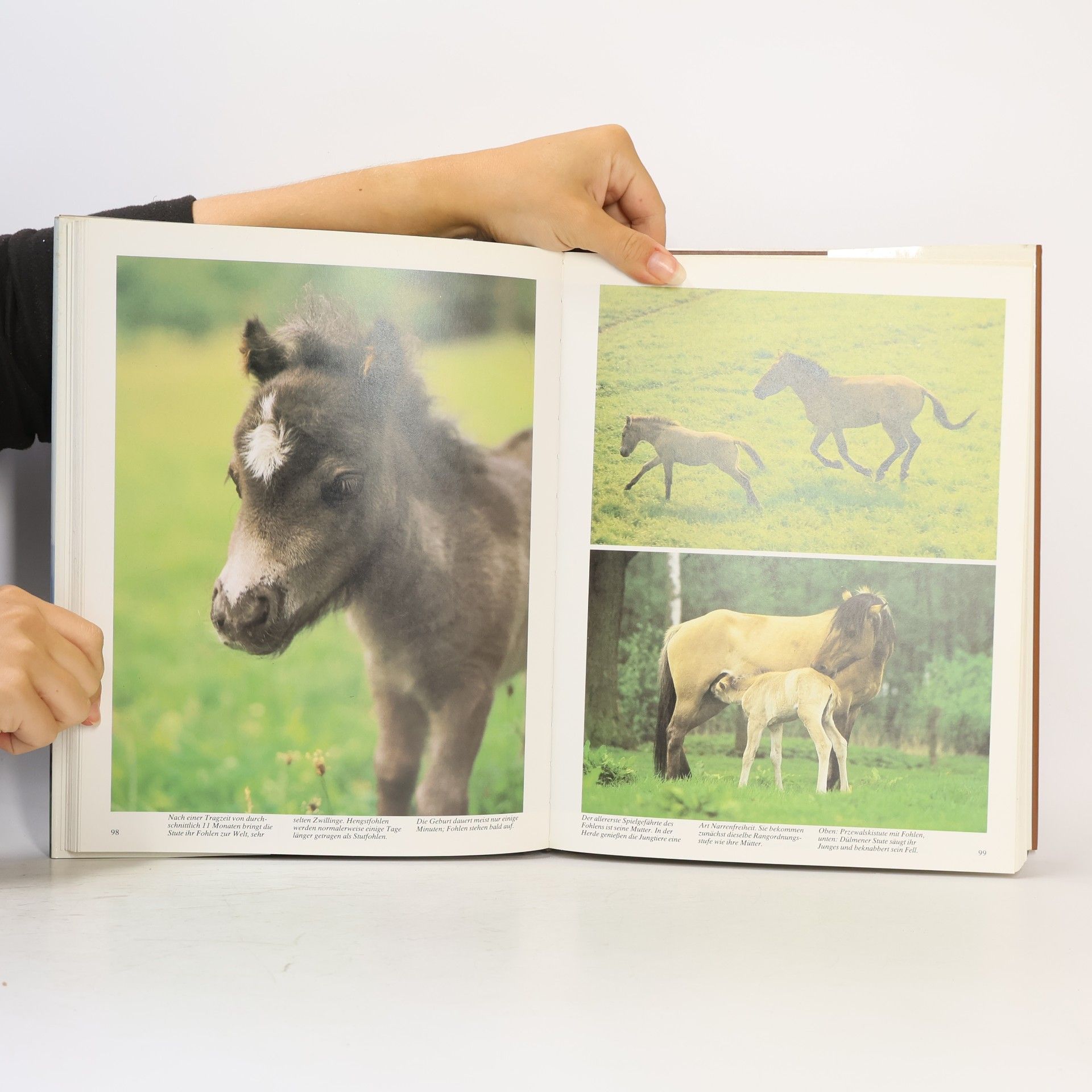 Gunter Steinbach Das Große Buch der Pferde