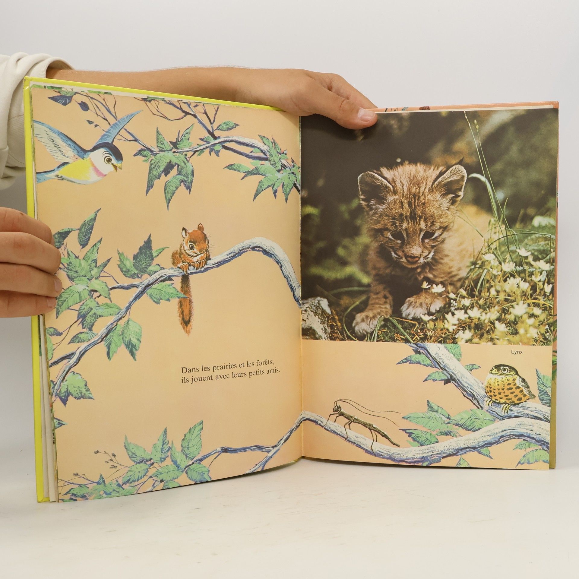 Mary Schuchmann Bébés animaux
