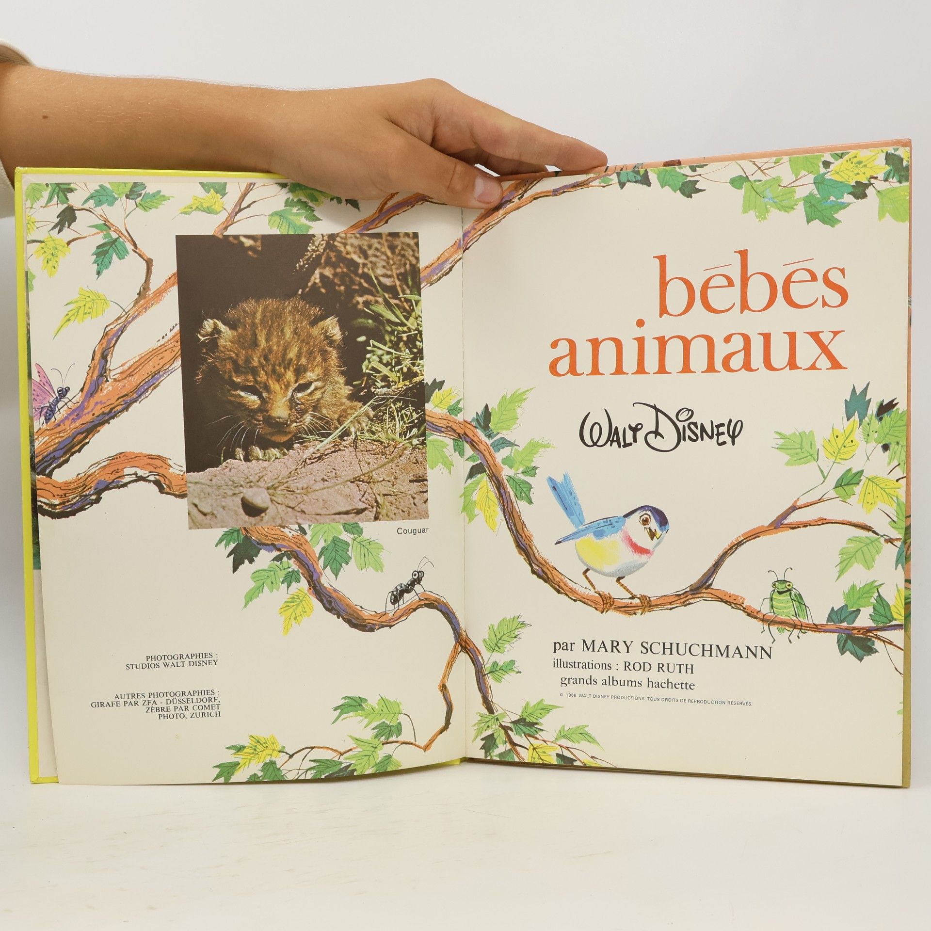 Mary Schuchmann Bébés animaux