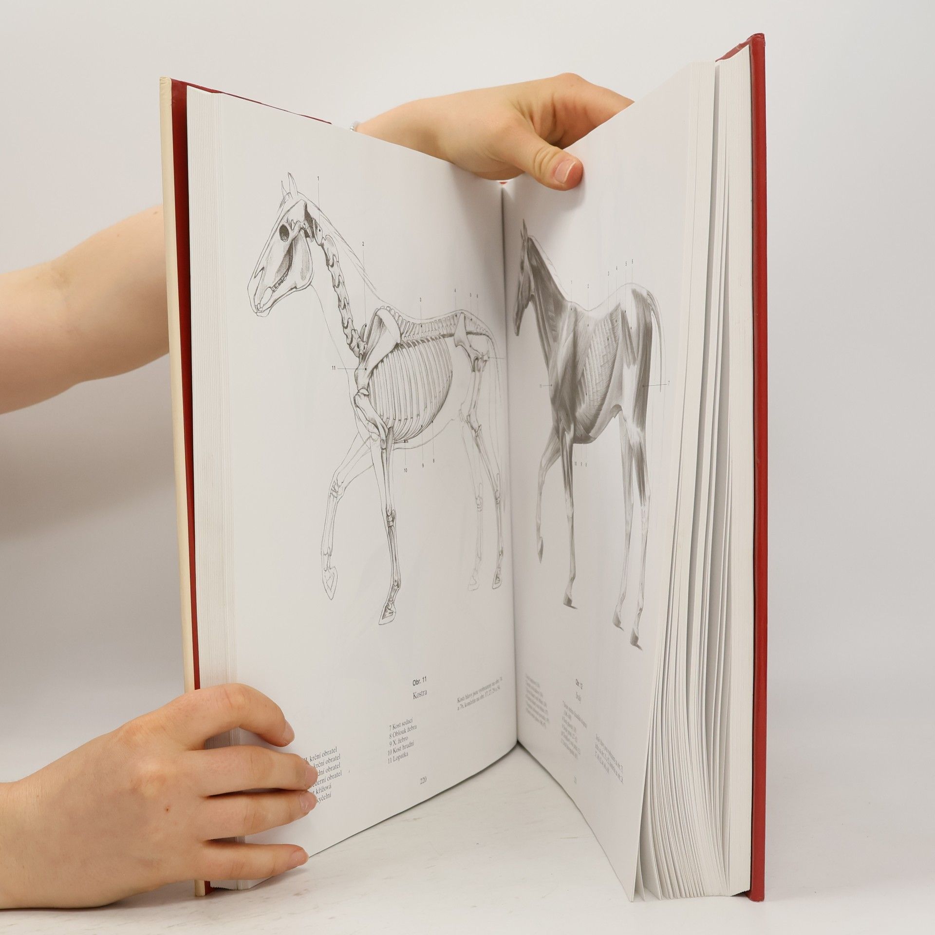 András Szunyoghy Anatomie pro výtvarníky. Člověk, zvířata, srovnávací studie