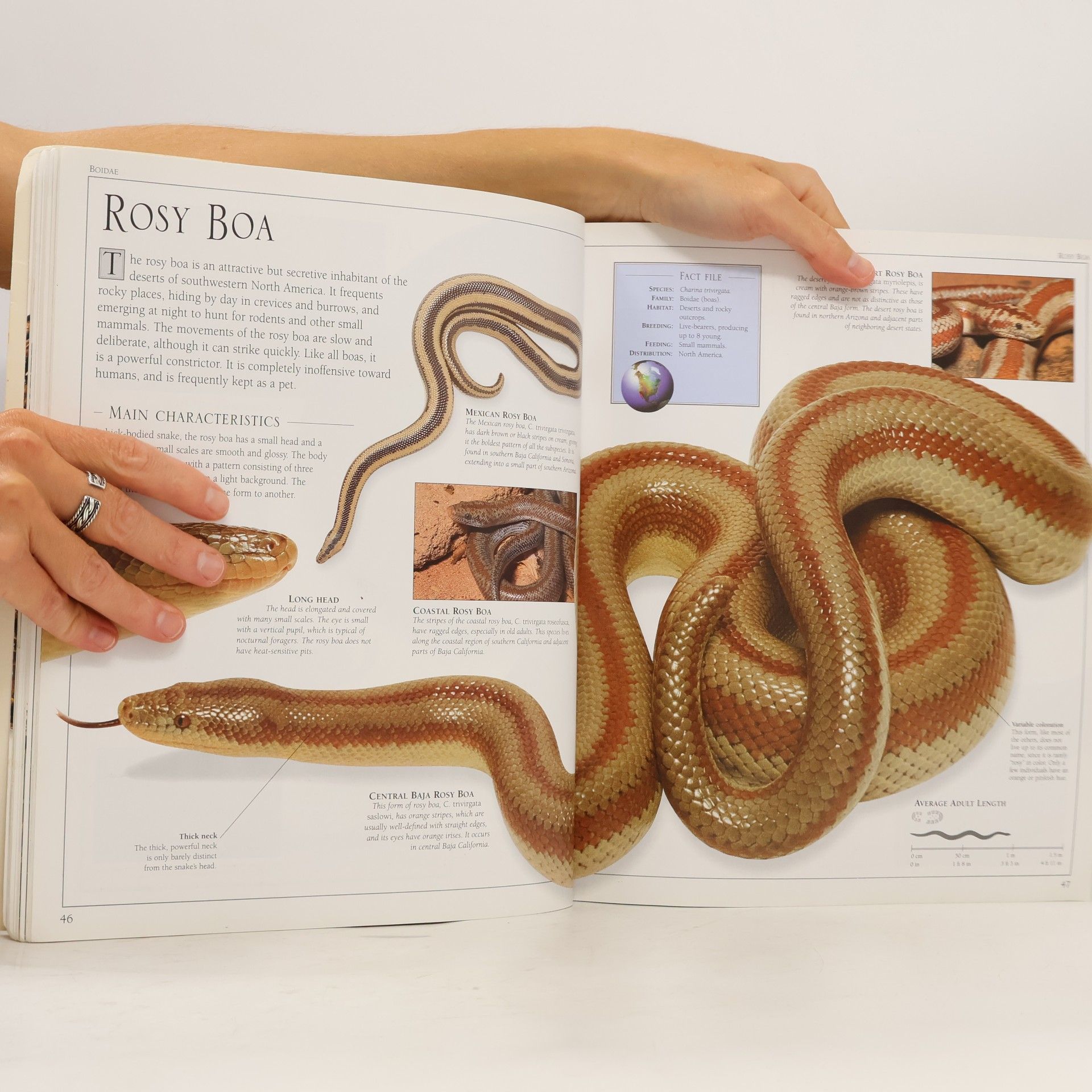 Chris Mattison Snake