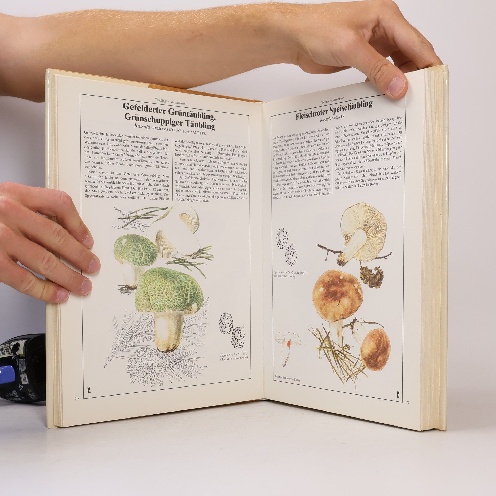 Mirko Svrček Dausien's grosses Pilzbuch in Farbe