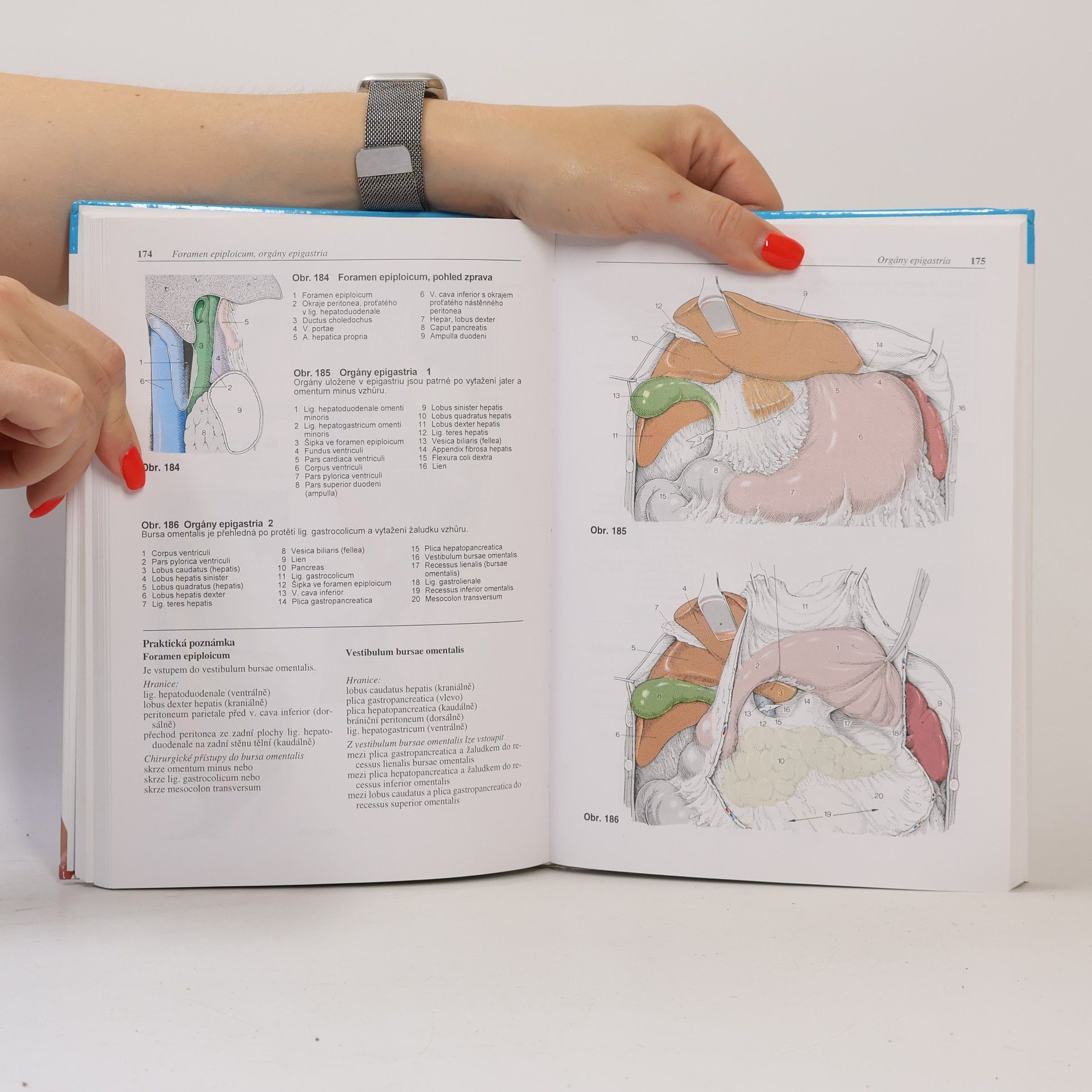 Werner Platzer Platzer Atlas topografické anatomie