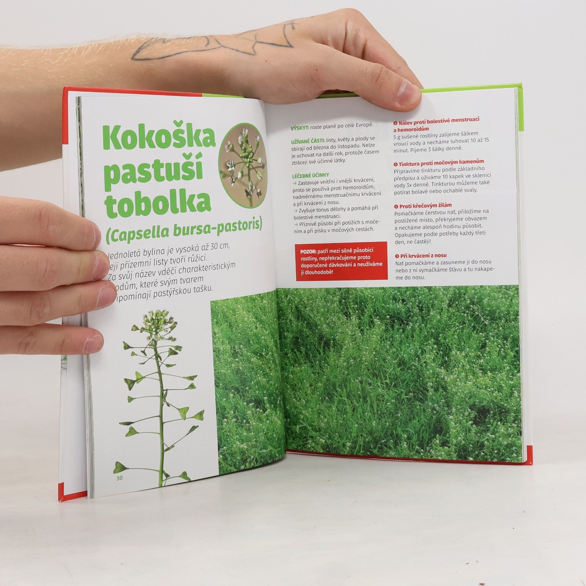 Autorenkollektiv Edice Receptář č.2: Zelená lékárna