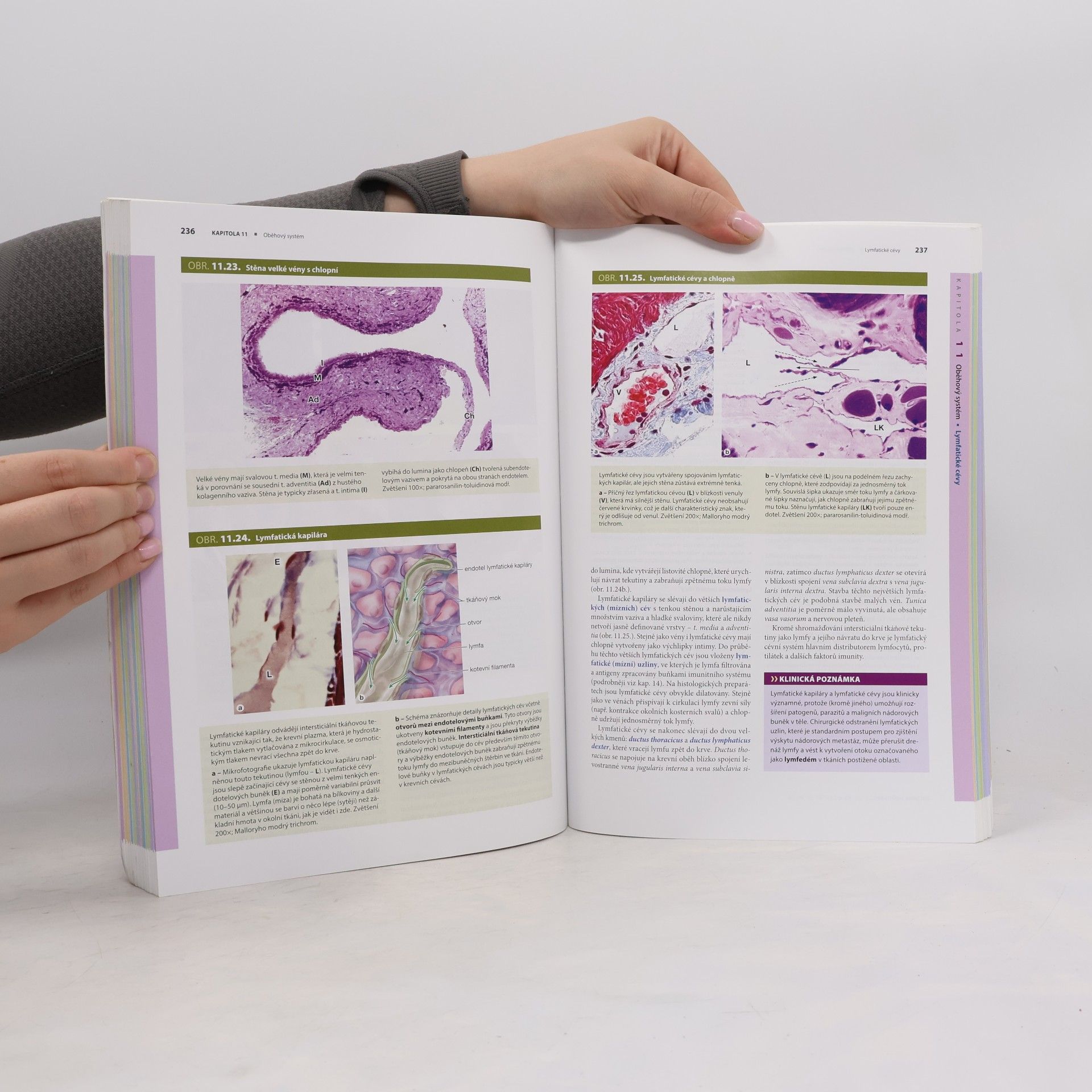 Anthony L. Mescher Junqueirovy základy histologie