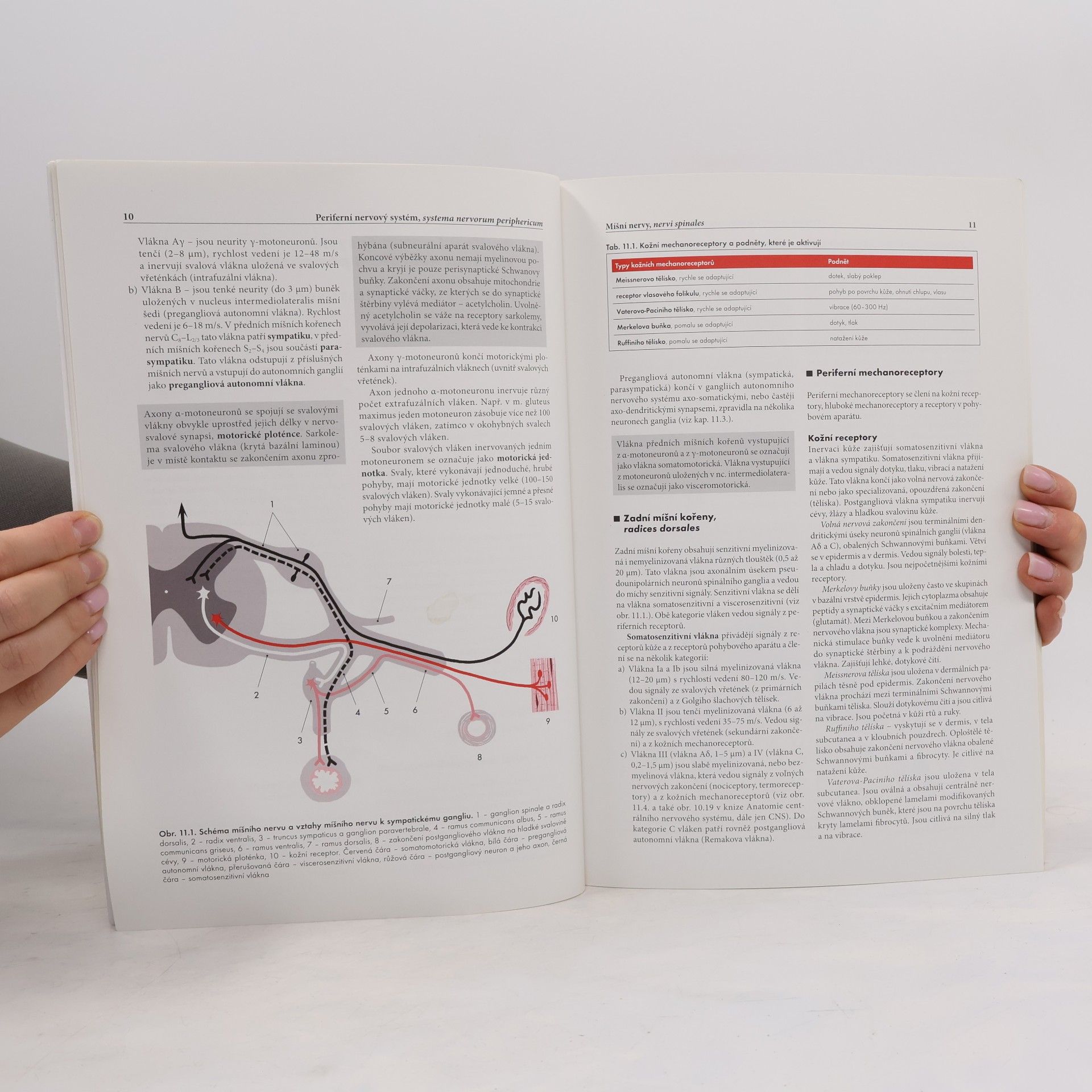 Miloš Grim Základy anatomie 4b.