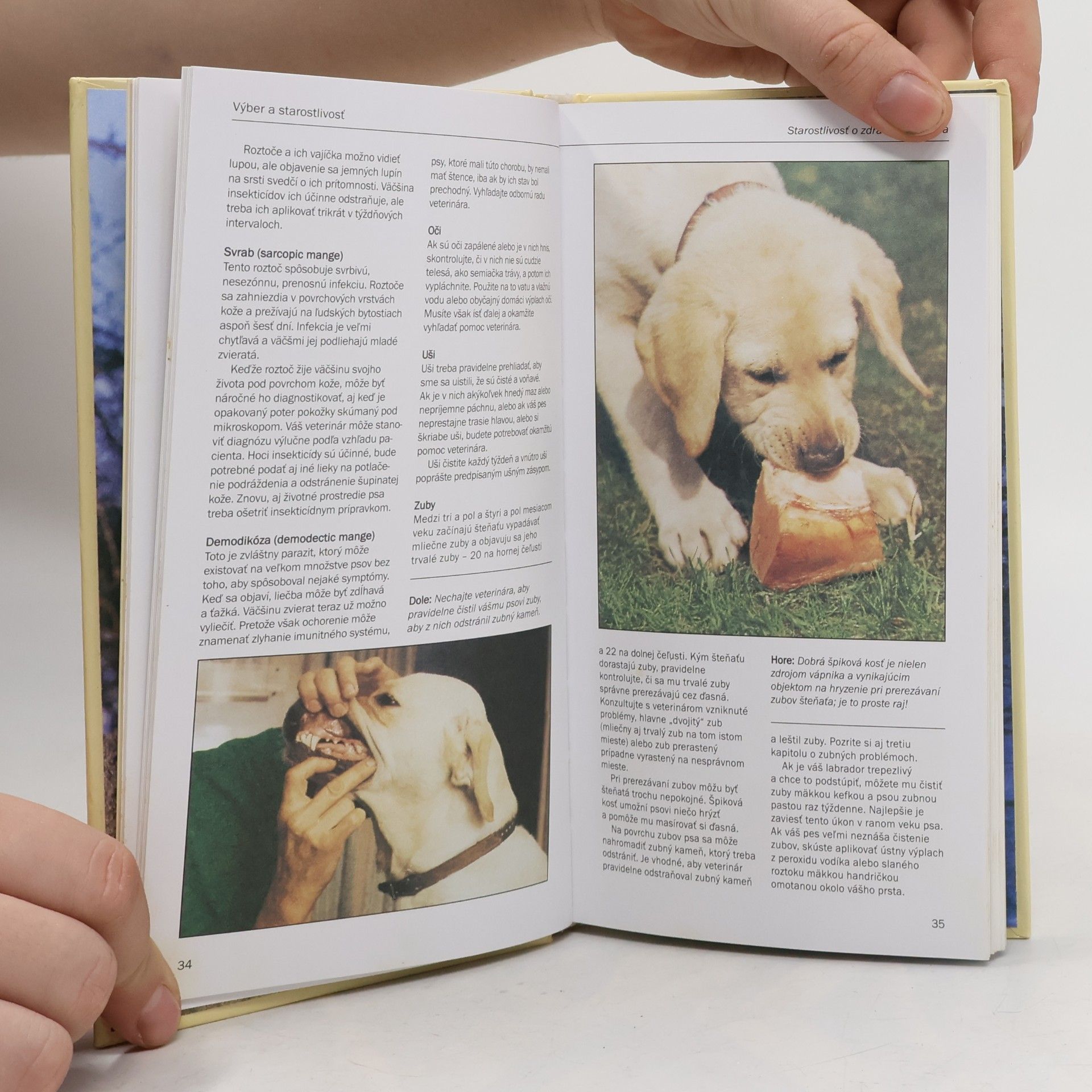 Marjorie Satterthwaite Labradorský retriever