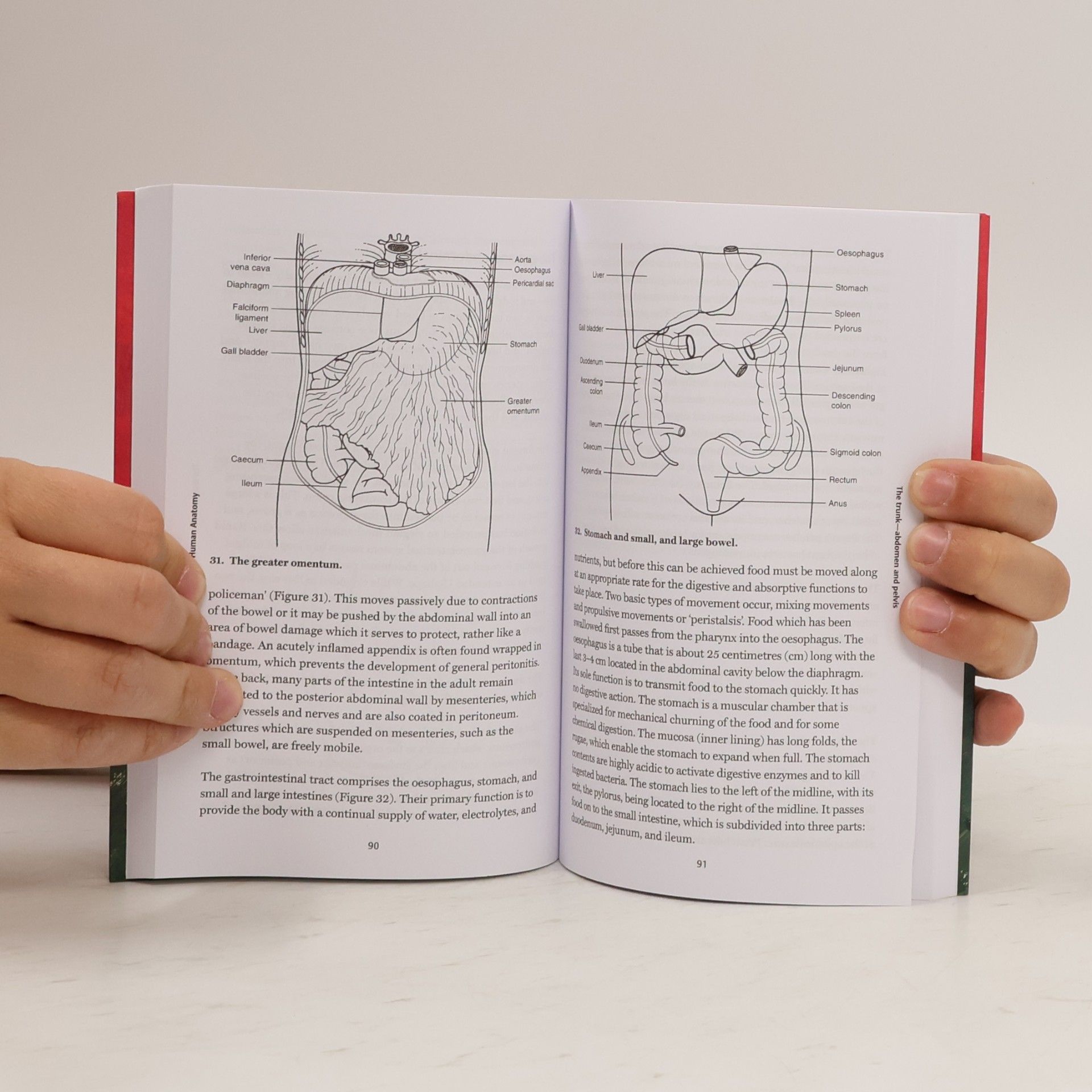 Leslie Klenerman Human Anatomy