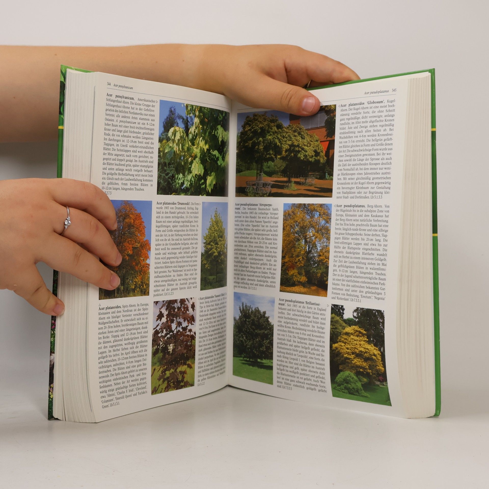 Fritz Köhlein Das große Ulmer-Buch der Gartenpflanzen