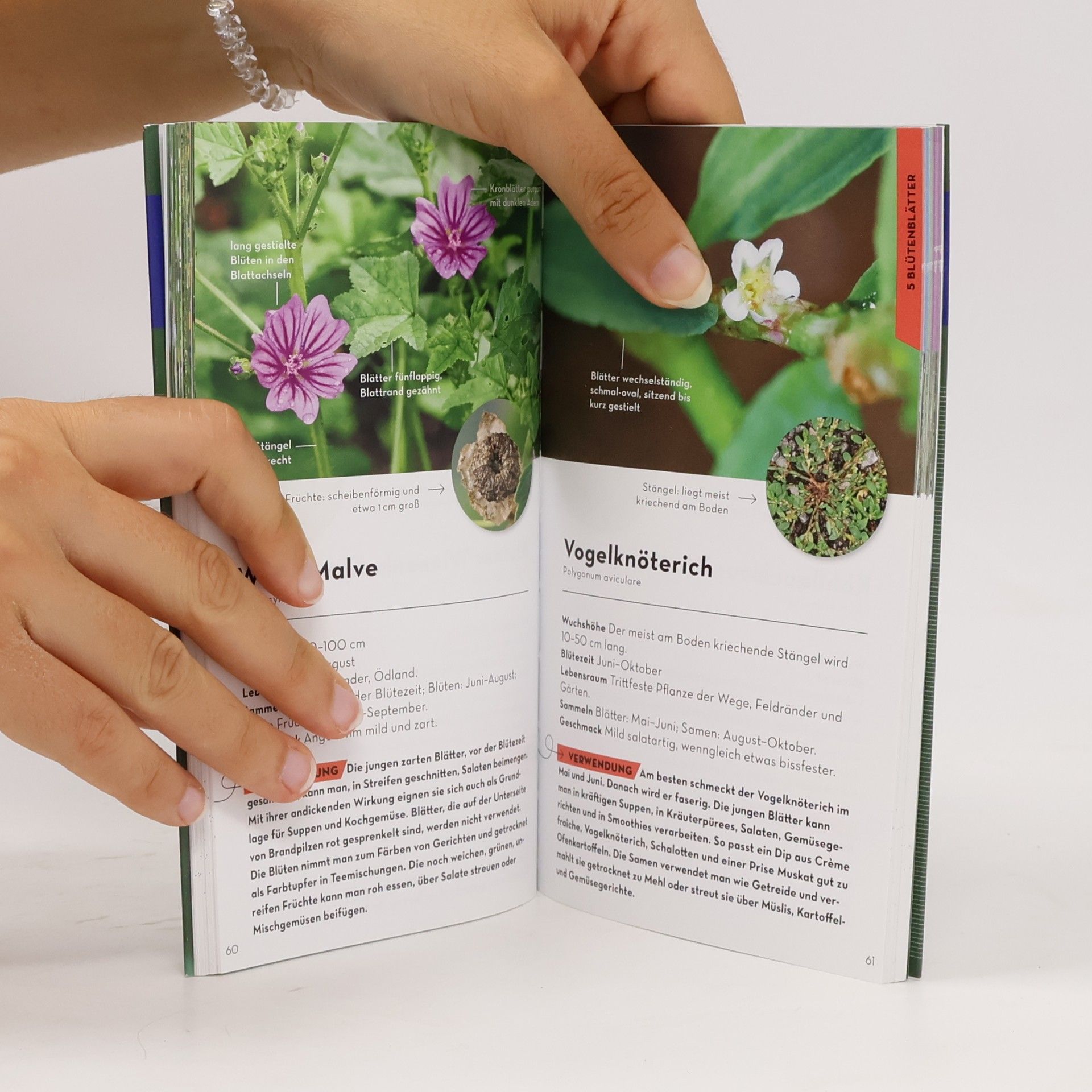 Eva-Maria Dreyer BASIC Früchte und Wildkräuter