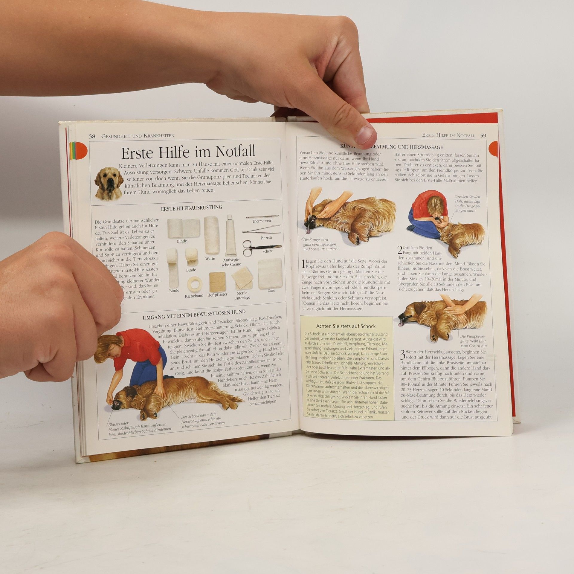 Bruce Folge Golden Retriever