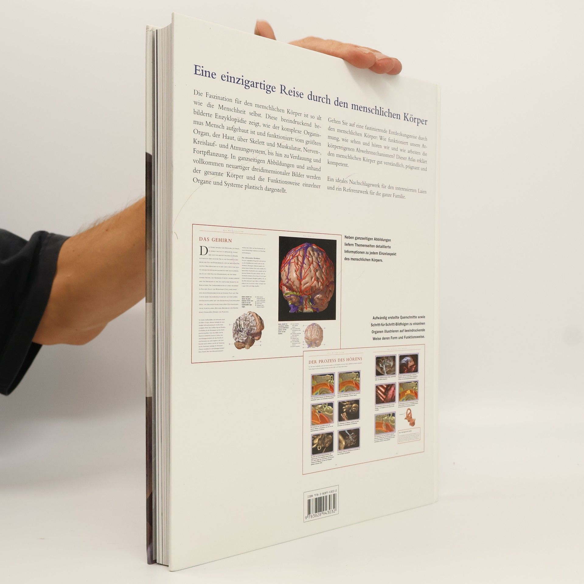 Thomas O. McCracken Anatomie