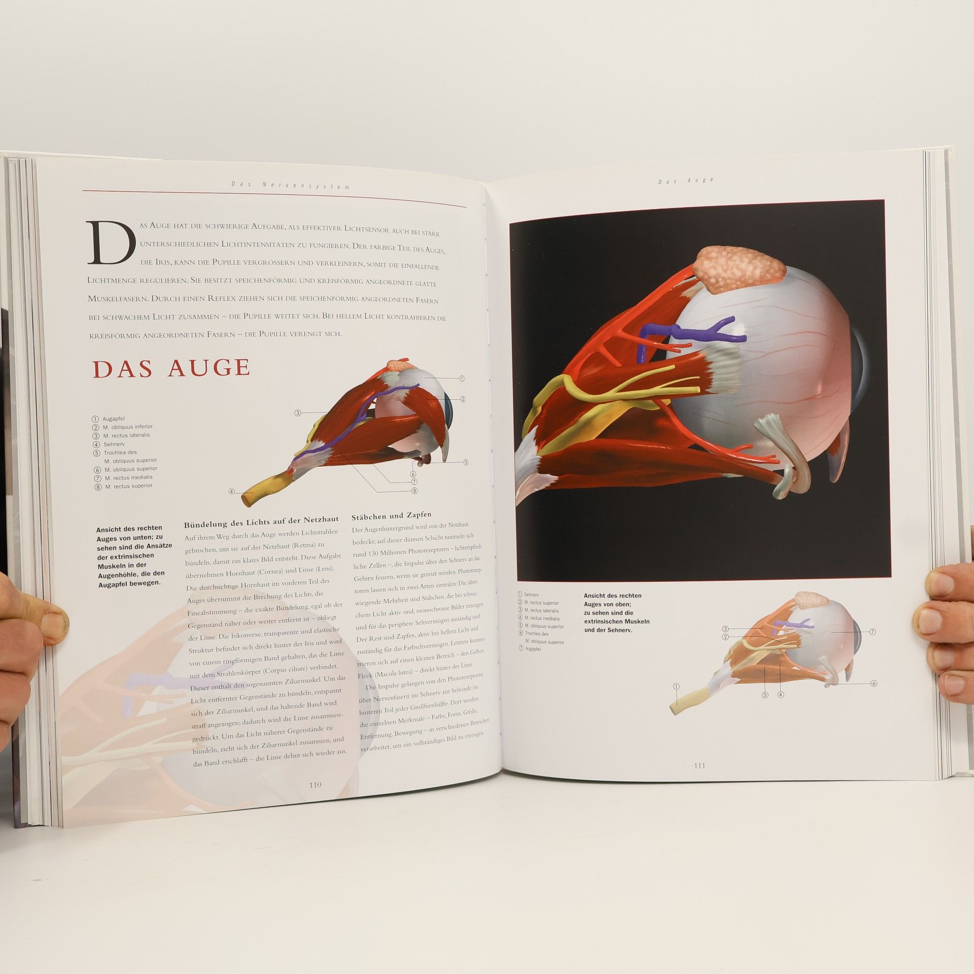 Thomas O. McCracken Anatomie