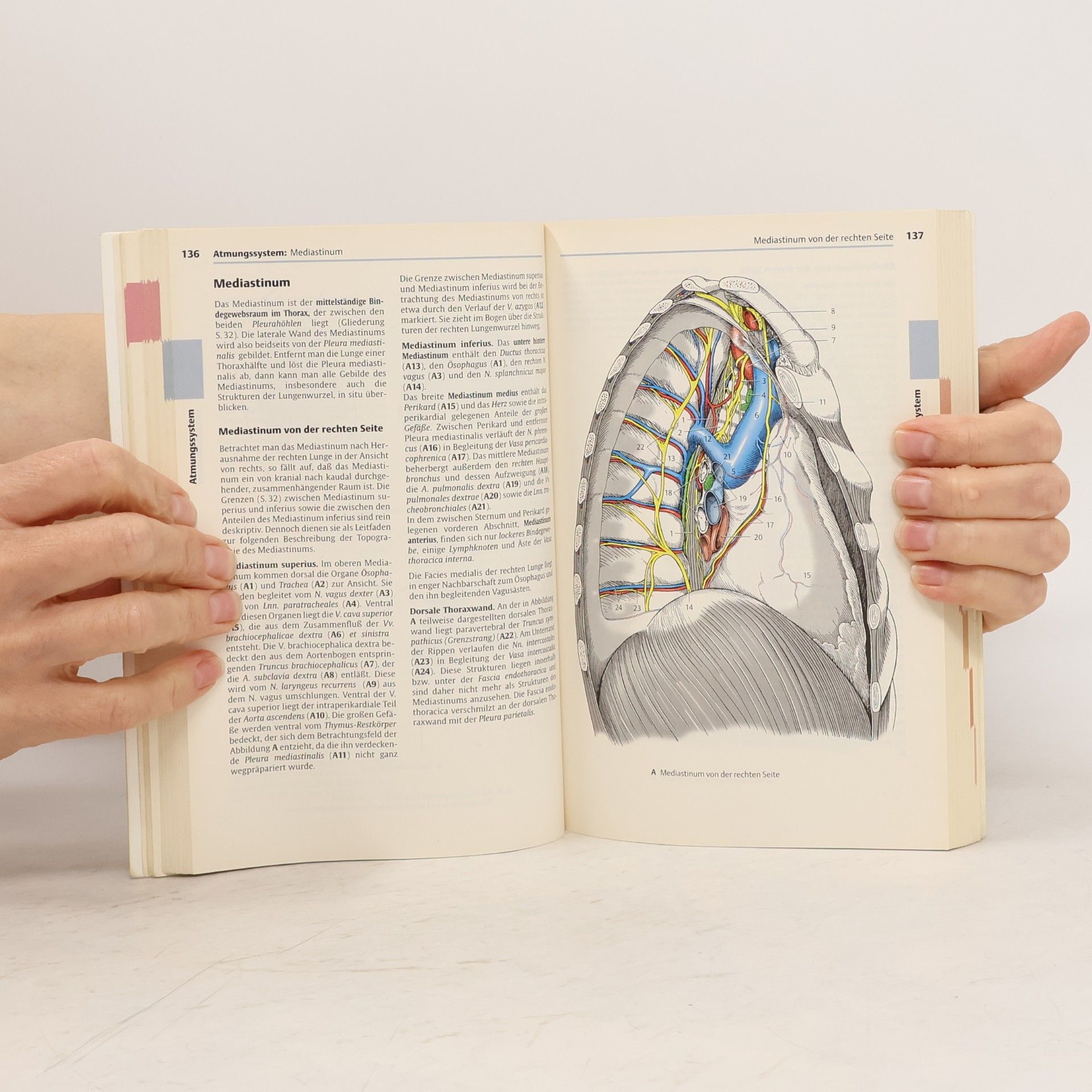 Helga Fritsch Taschenatlas der Anatomie