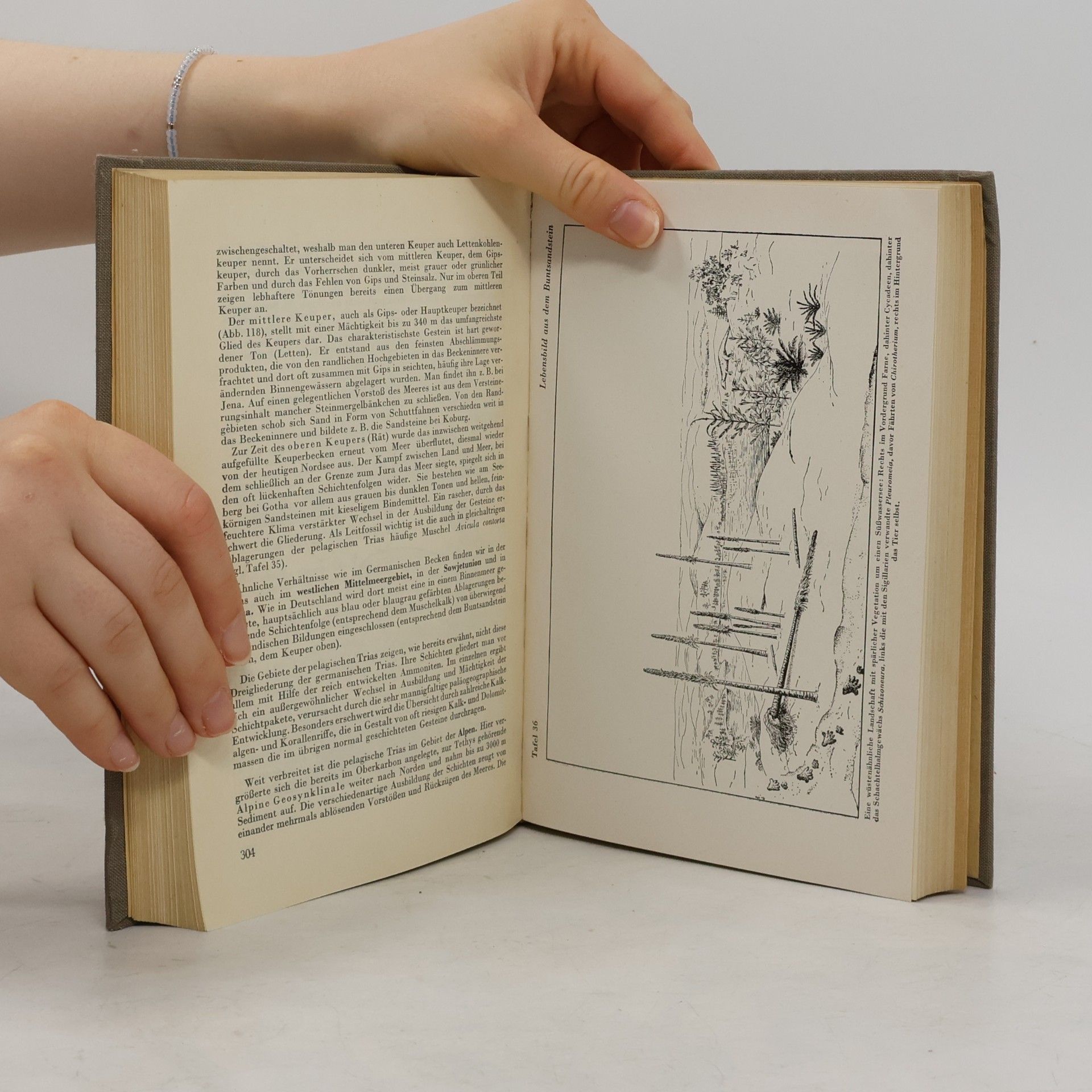 Various authors Die Entwicklungsgeschichte der Erde
