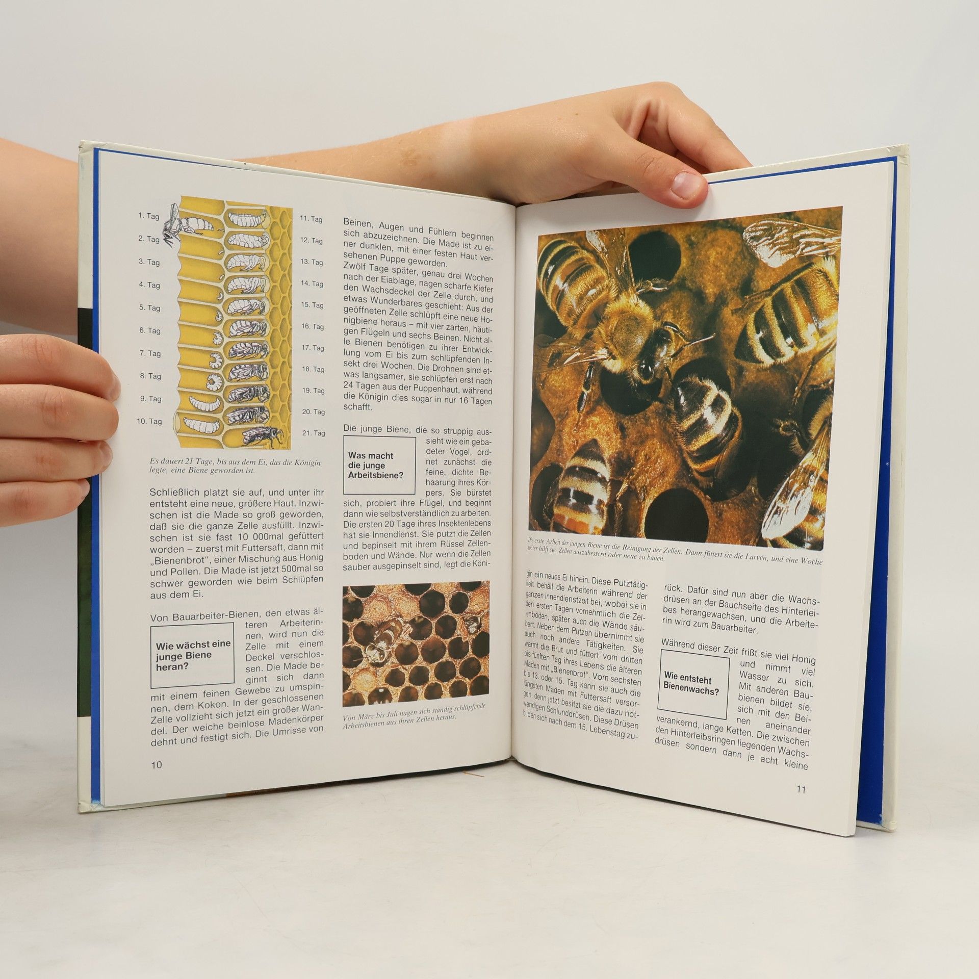 Ronald N. Rood Bienen und Ameisen