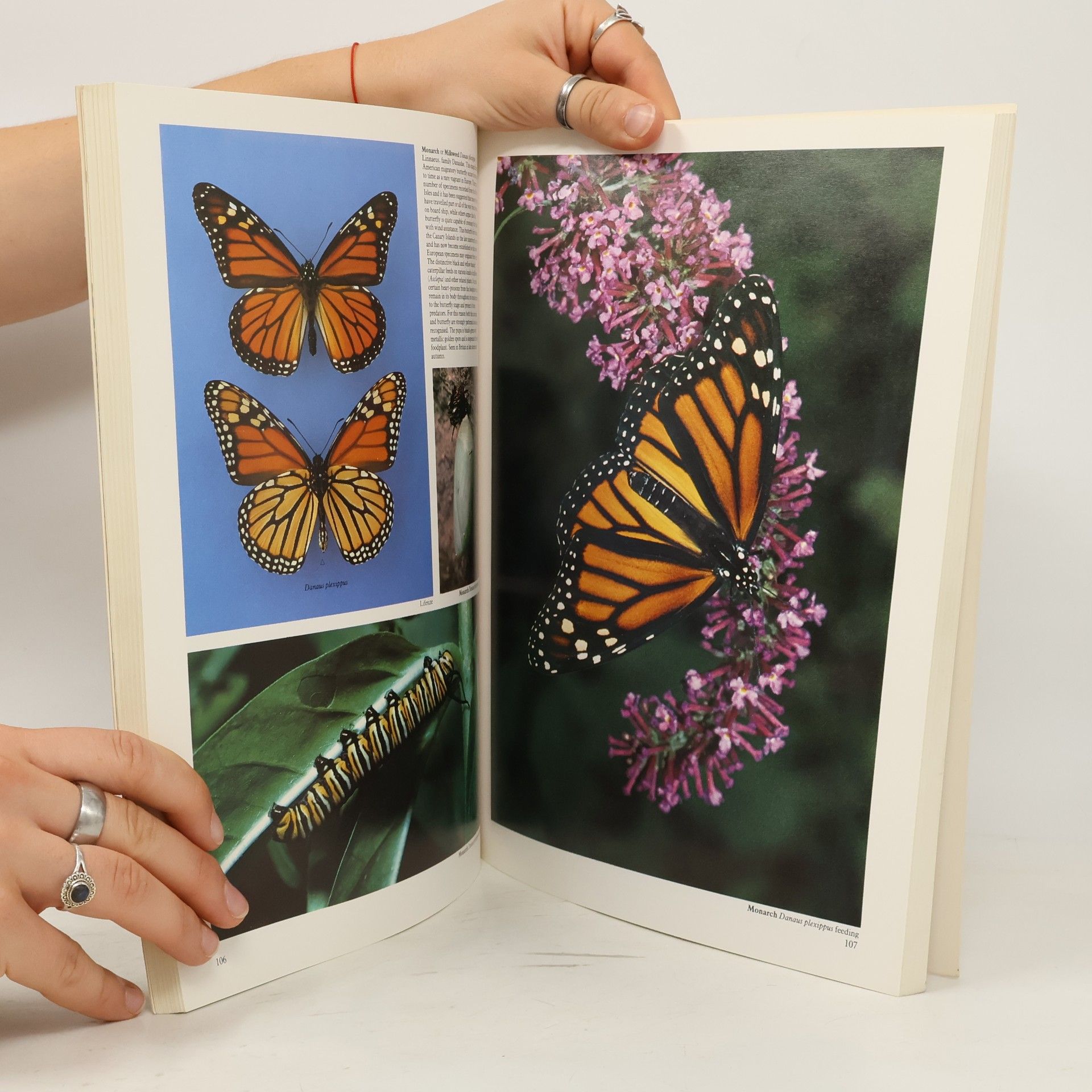 David James Carter Butterflies & Moths in Britain & Europe