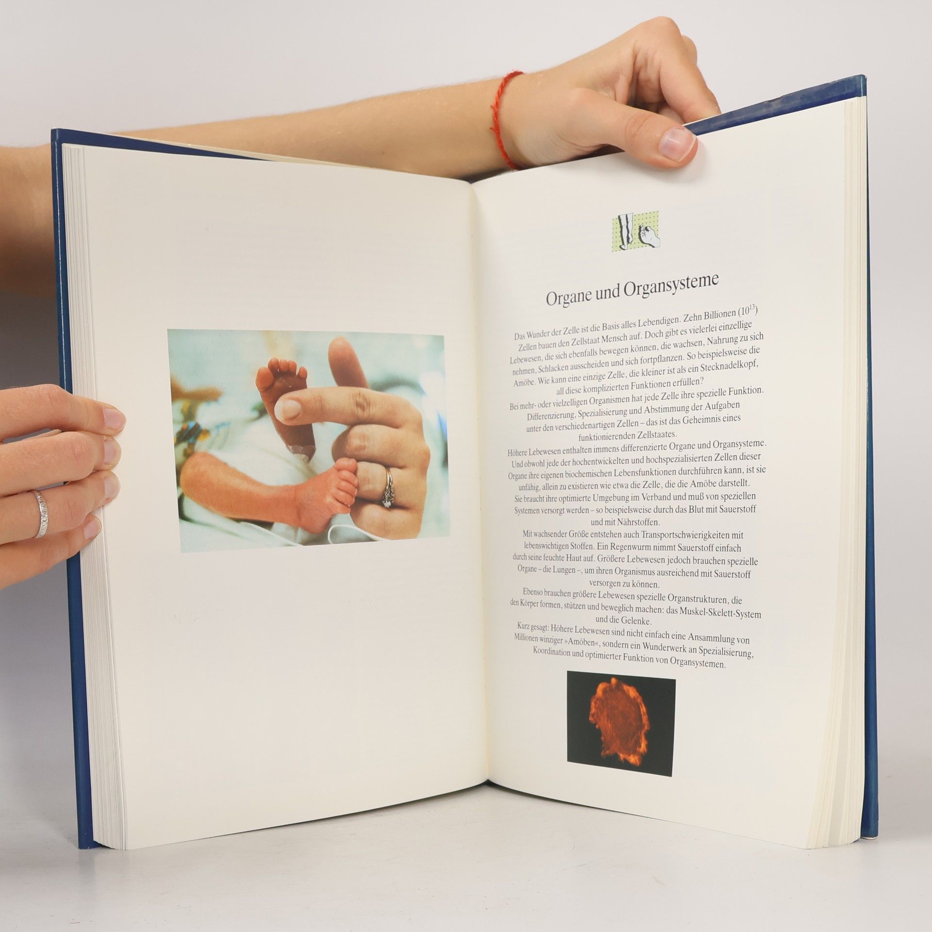 Autores varios Das Buch der Gesundheit