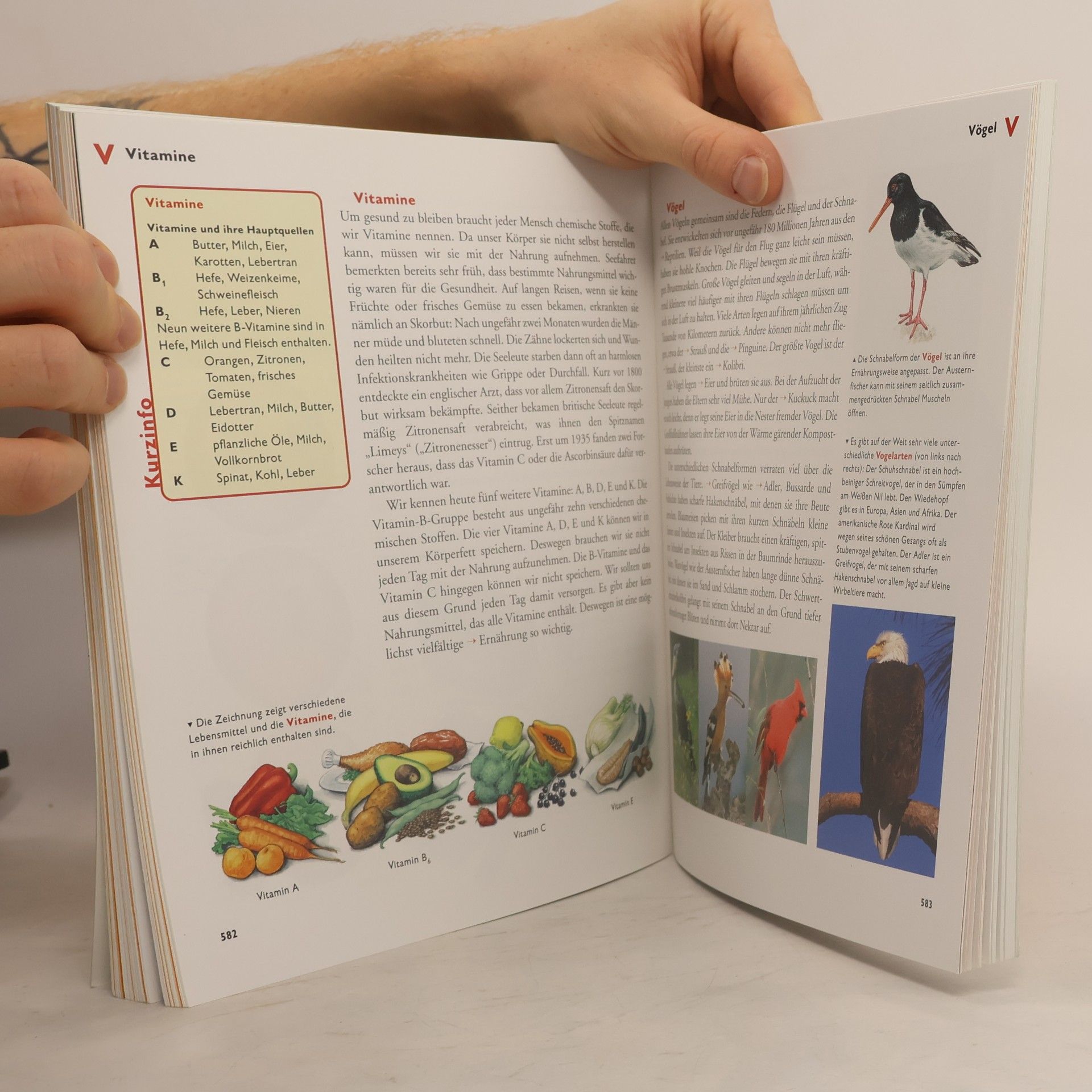 Autorenkollektiv Der Kinder BrockHaus 1-3