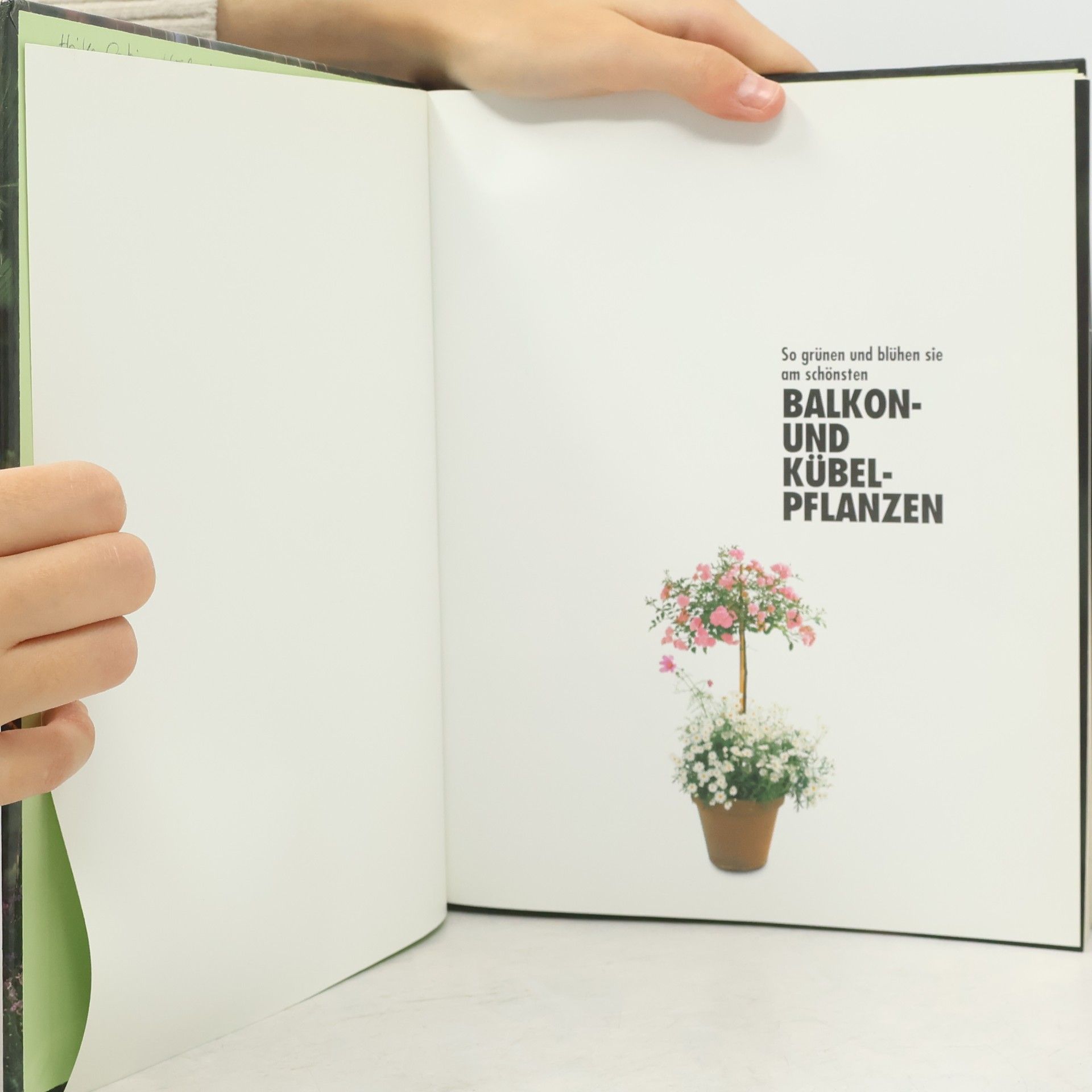 Halina Heitz Balkon und Kübelpflanzen