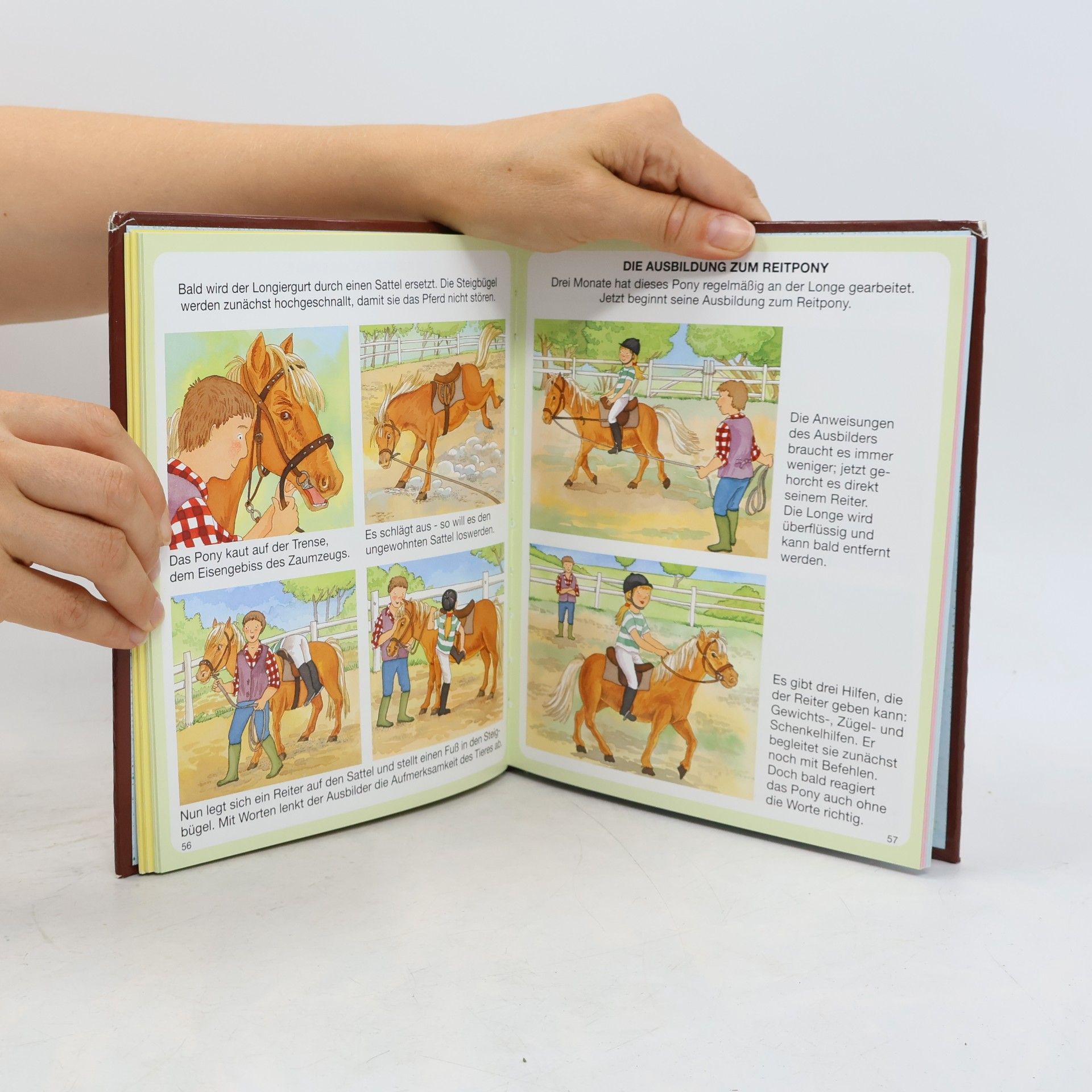 Autorenkollektiv Dein buntes Wörterbuch der Pferde und Ponys