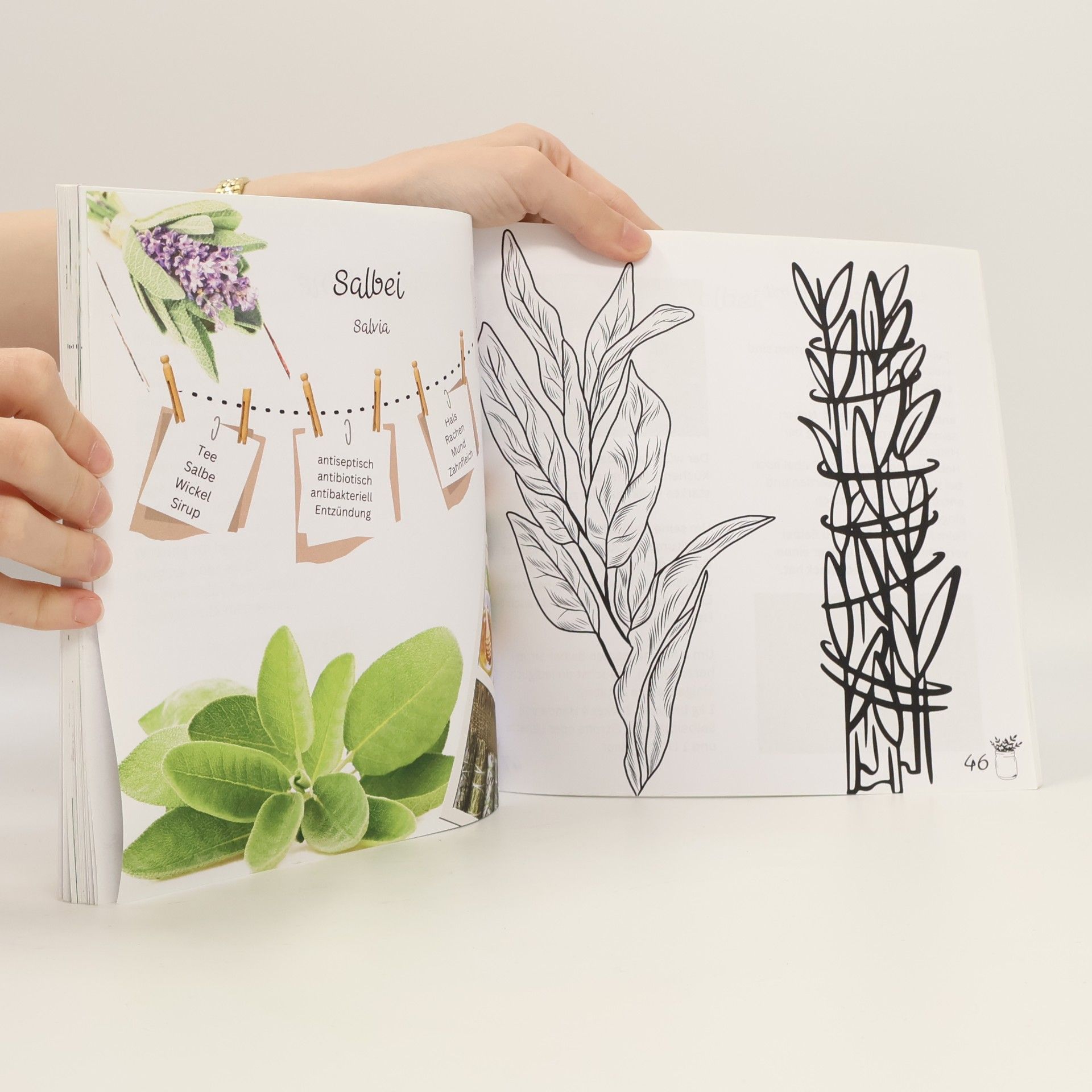 Mama Claudi Was dir kein Lehrer verrät - 20 Wildkräuter zum Er-leben - Heilpflanzen Herbarium